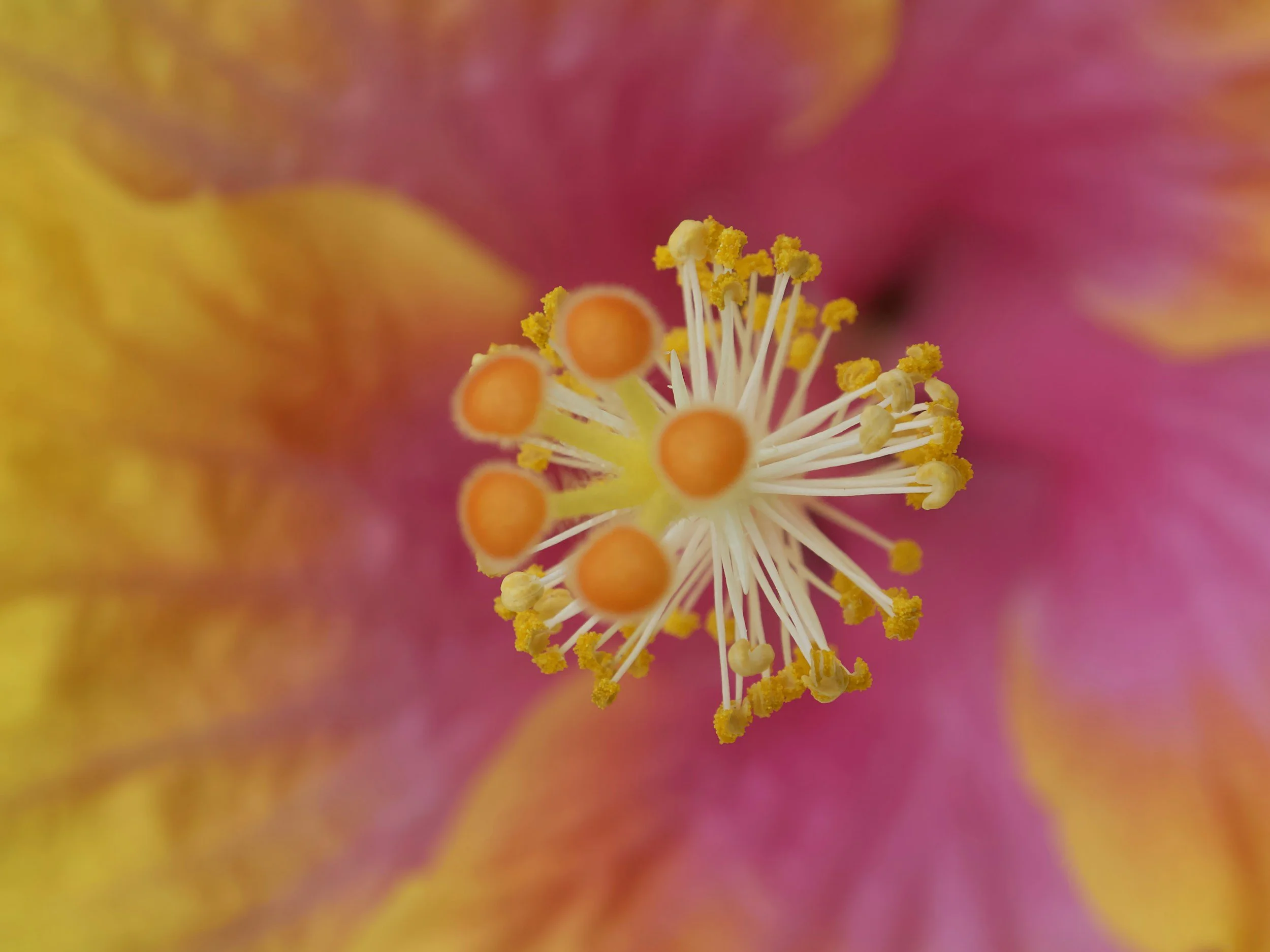 Image representing Client testimonial Ana, image of  close up of pink flower and its yellow pistil.