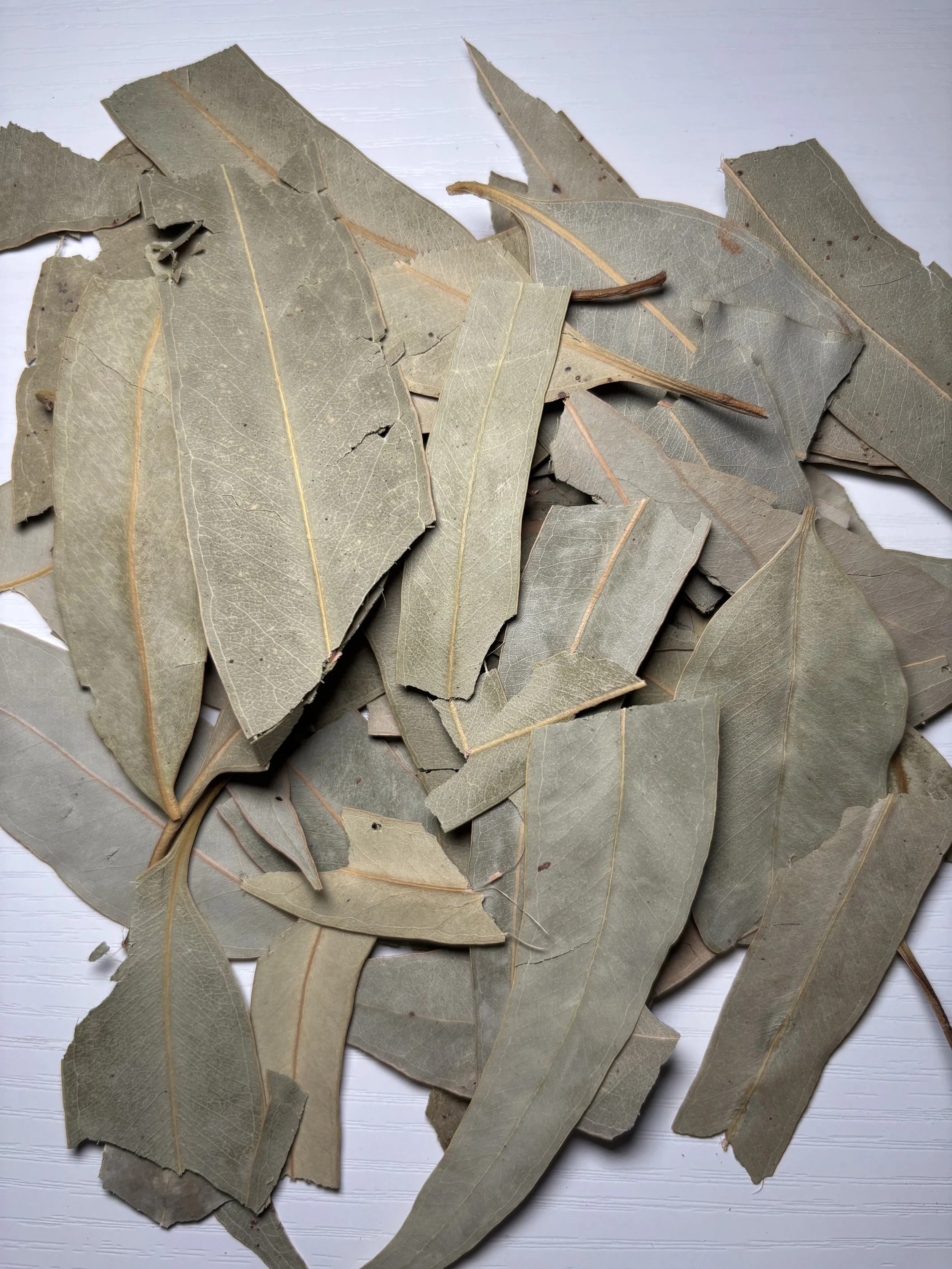 Eucalyptus Leaves