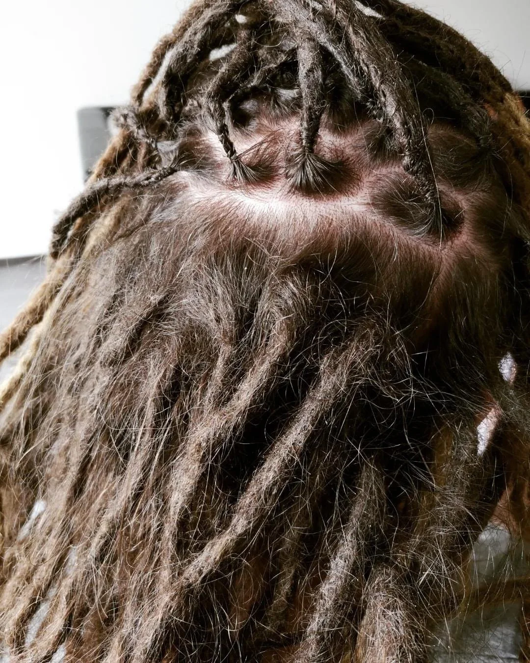 Nahaufnahme von einer Kopfhaut mit dichten, lockigen, braunen Dreadlocks.