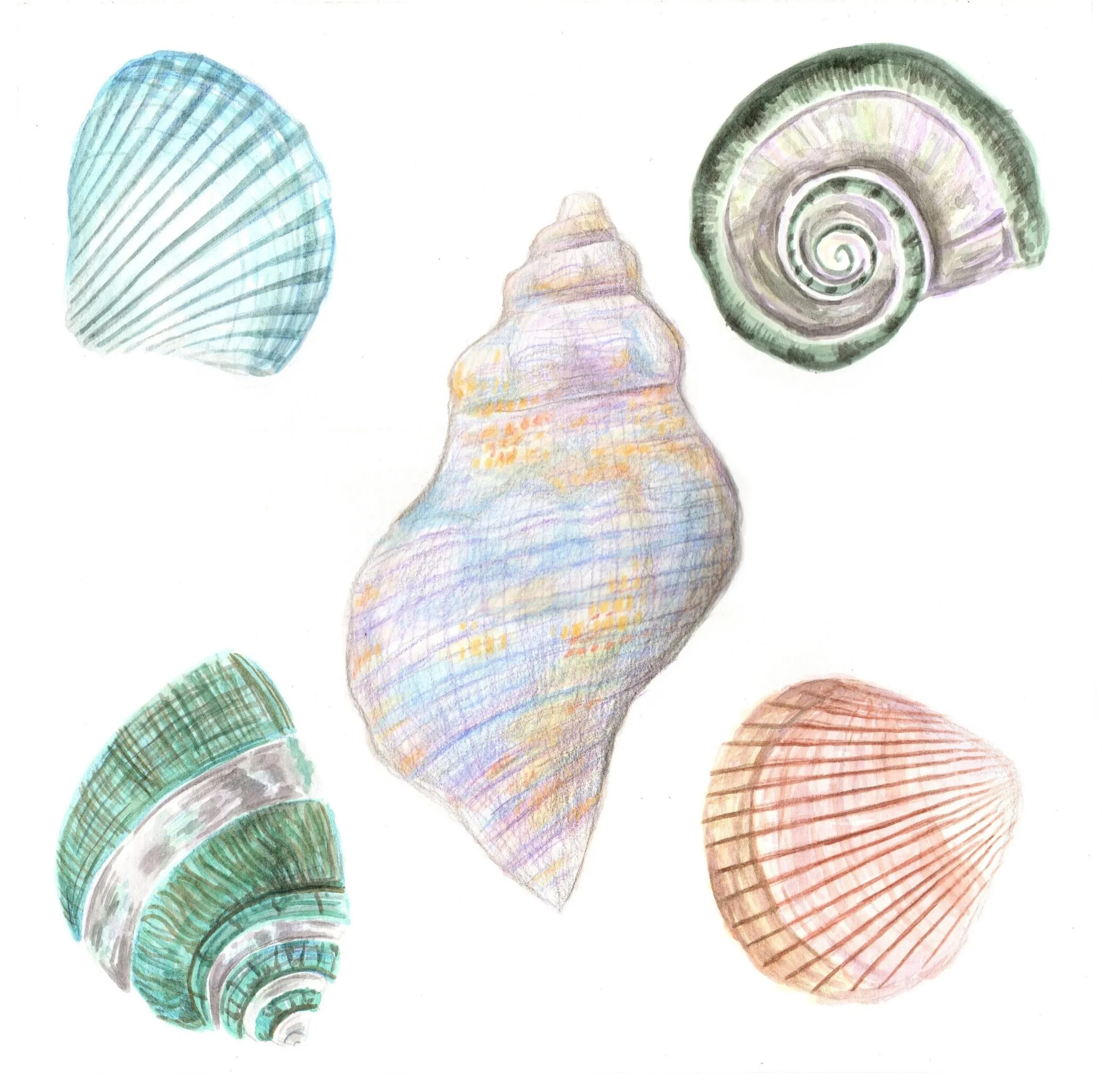 shells+copy+edited.jpg
