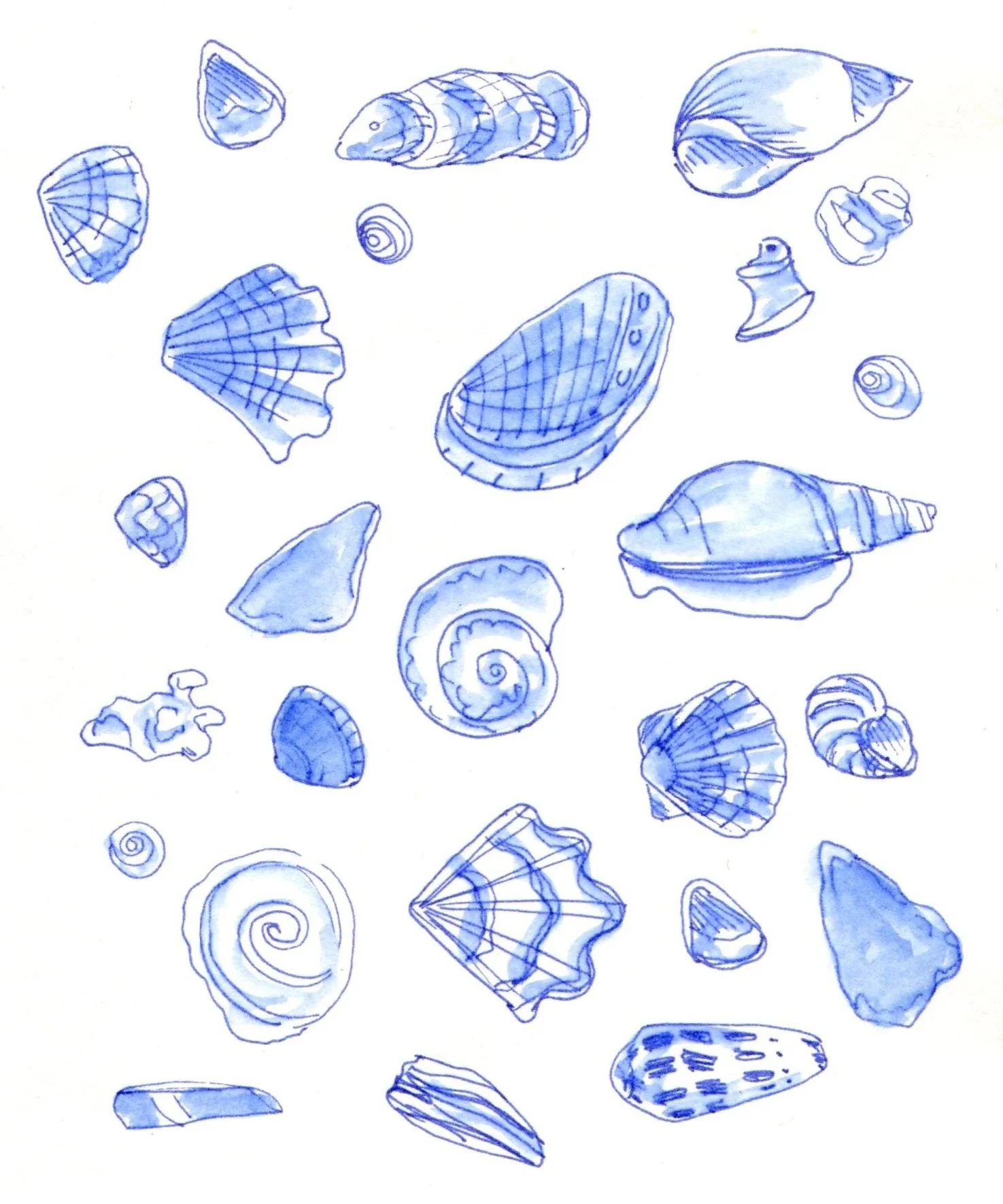 summer+shells.jpg