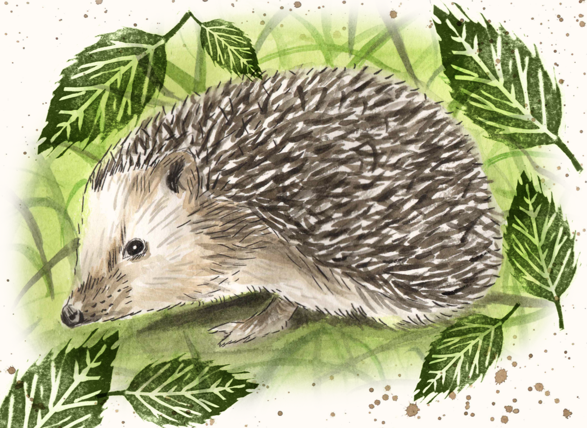 Hedgehog page sunday copy 2.png