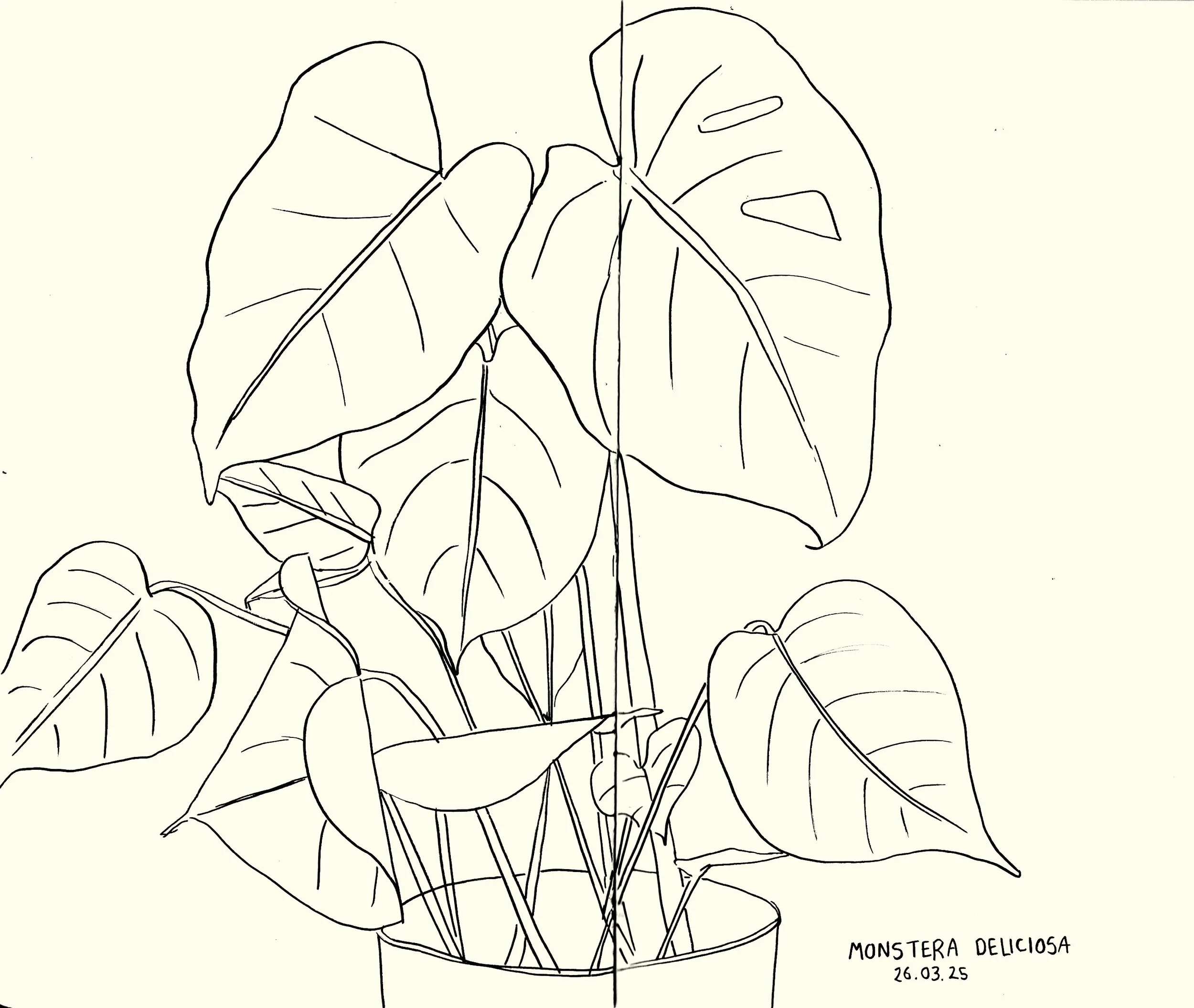 plant study.jpg