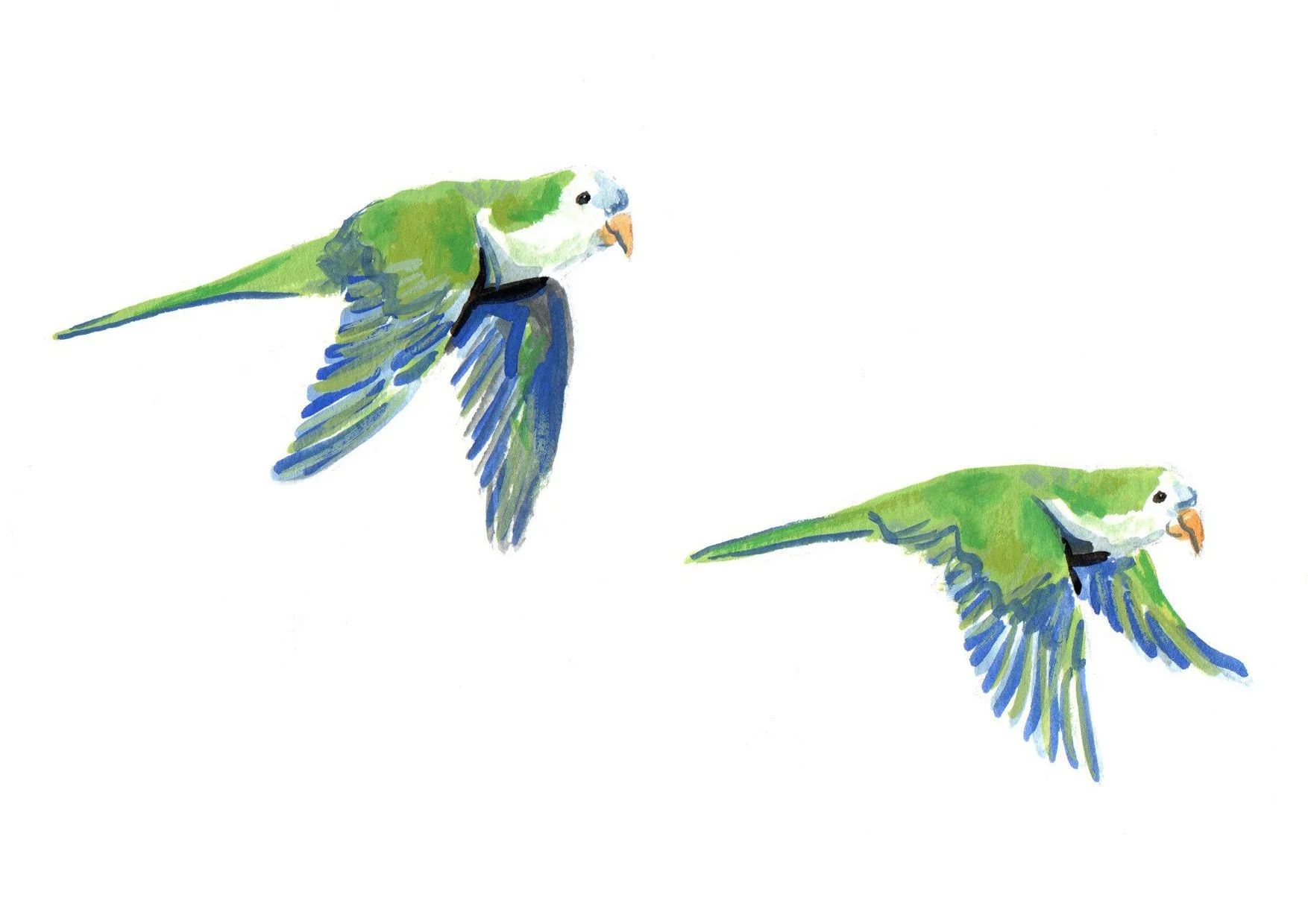 parakeets original.jpg