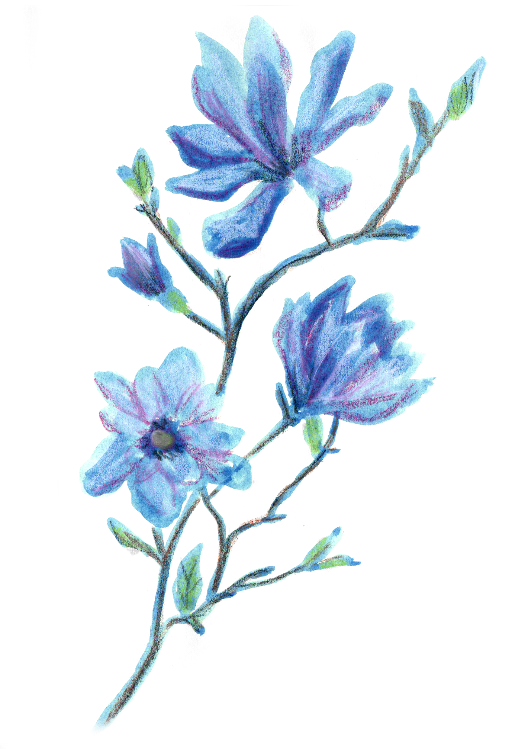 Untitled-1 copy 2.png