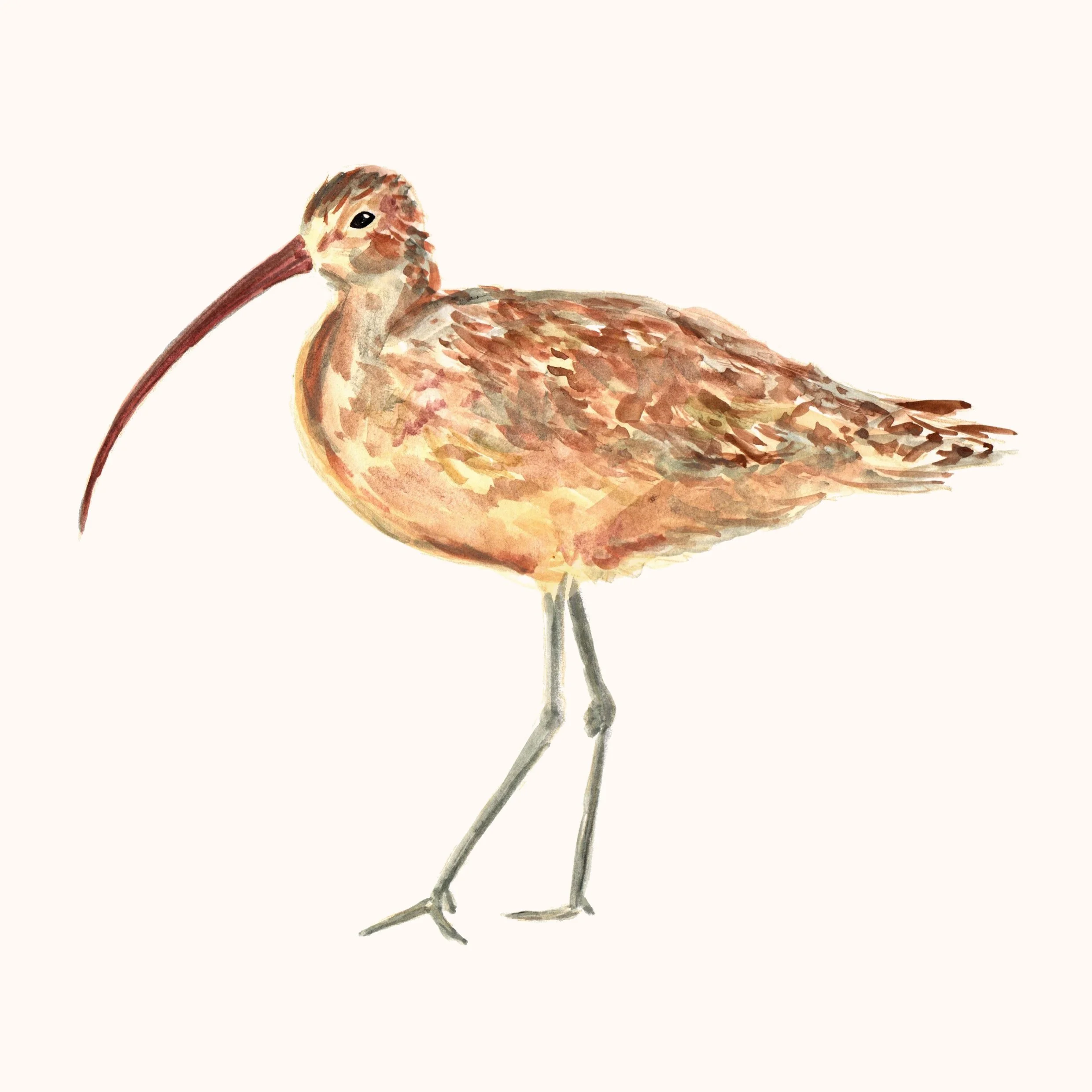 curlew.jpg
