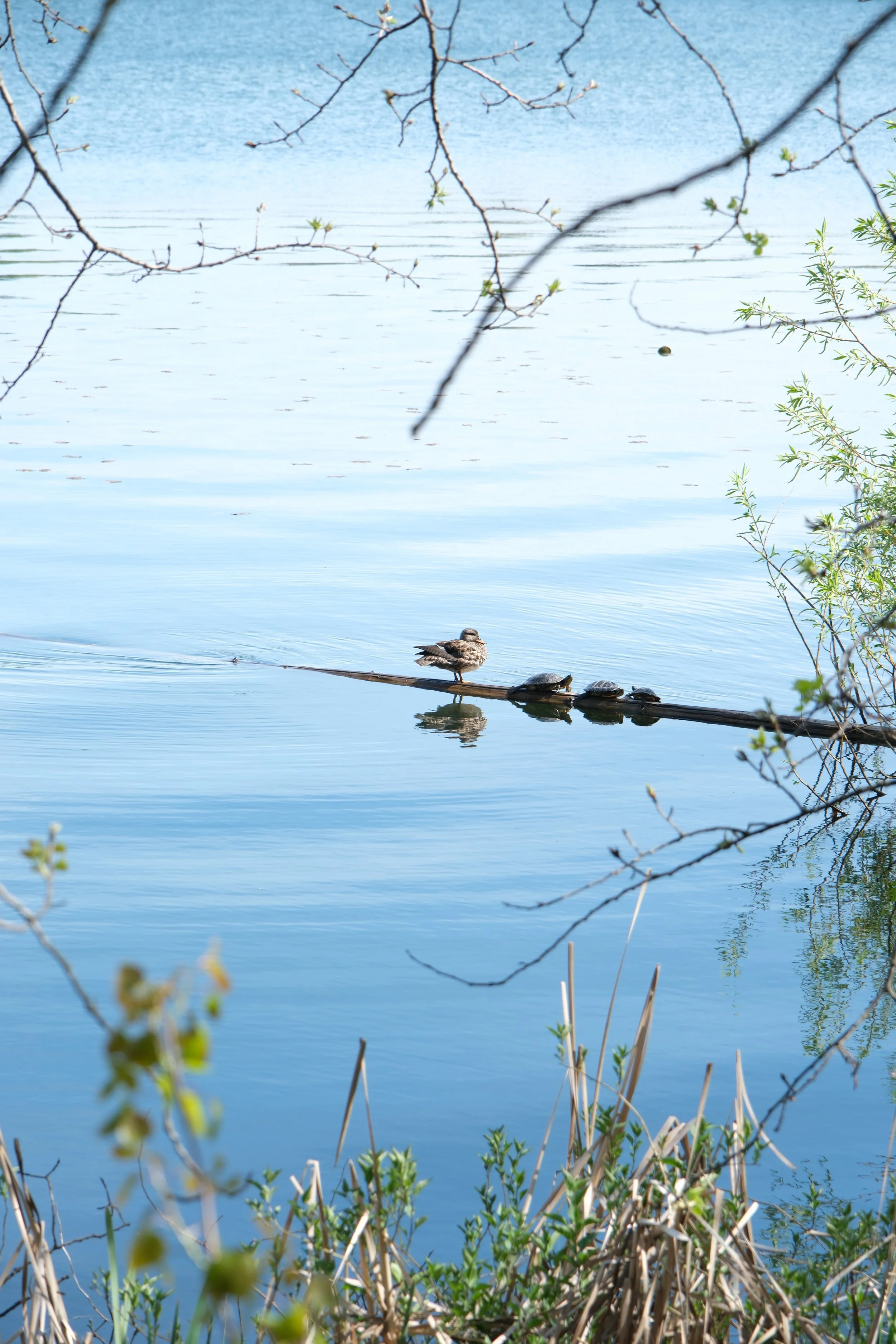 8. DSCF9478.JPG