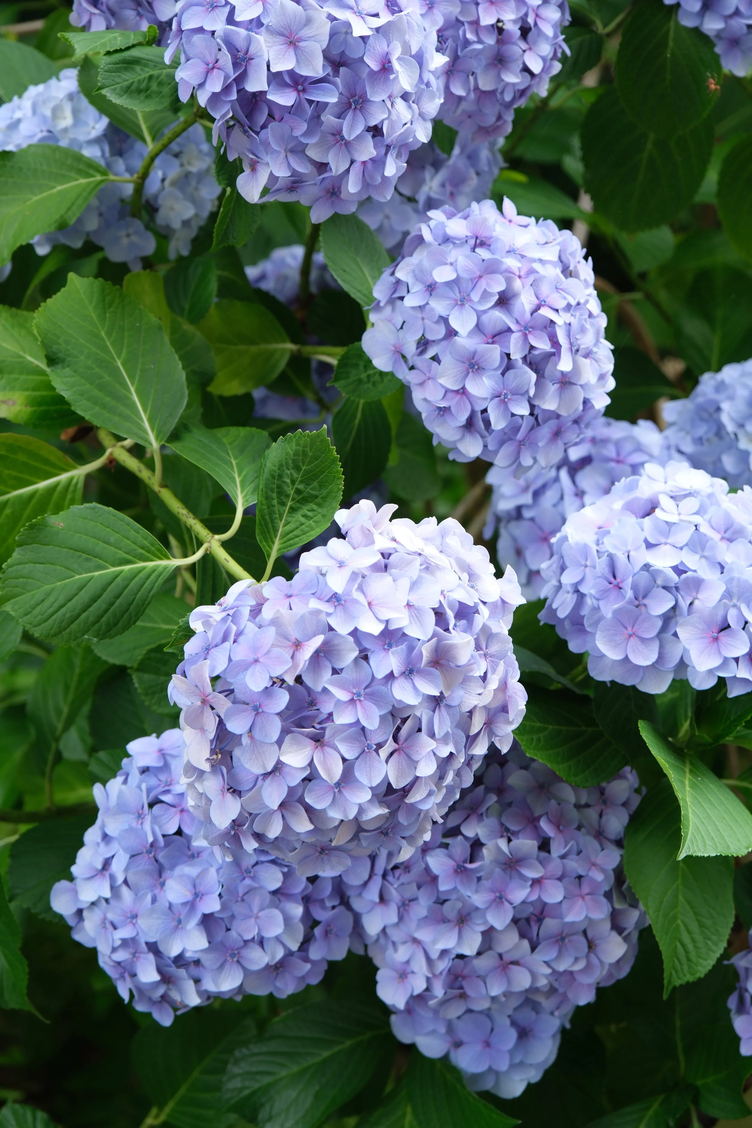 DSCF0282.JPG