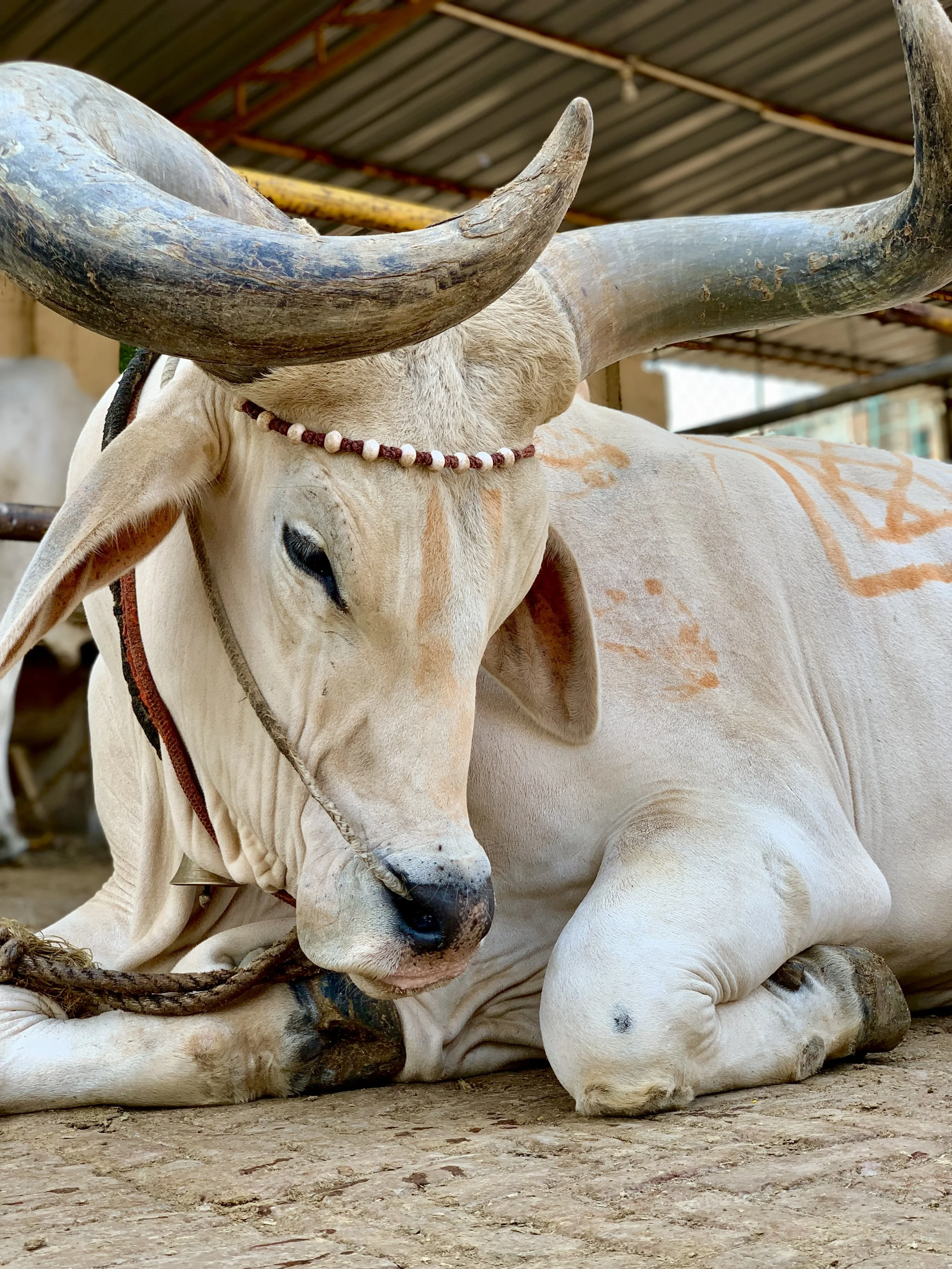 A white cow with large curved horns , Vrindavan yogi rishikesh ohmat travel himalaya debbie liladhar yoga bhakti india