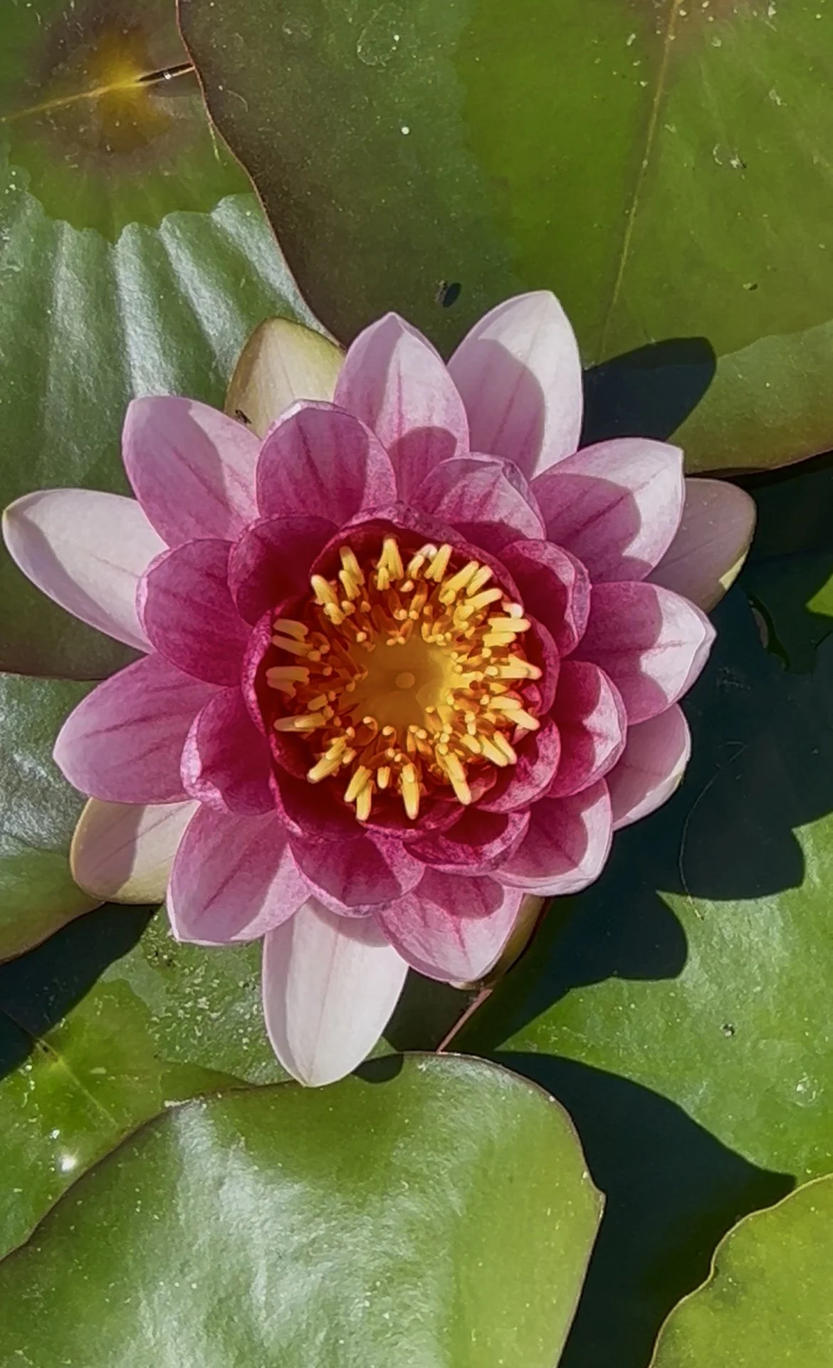 Zen-inspired wellness retreat in Algarve, recognized as one of the best yoga retreats in the Algarve, offering yoga with Debbie, pranayama, massages with Liladhar, mindful living in silence and nature, and a digital detox experience.