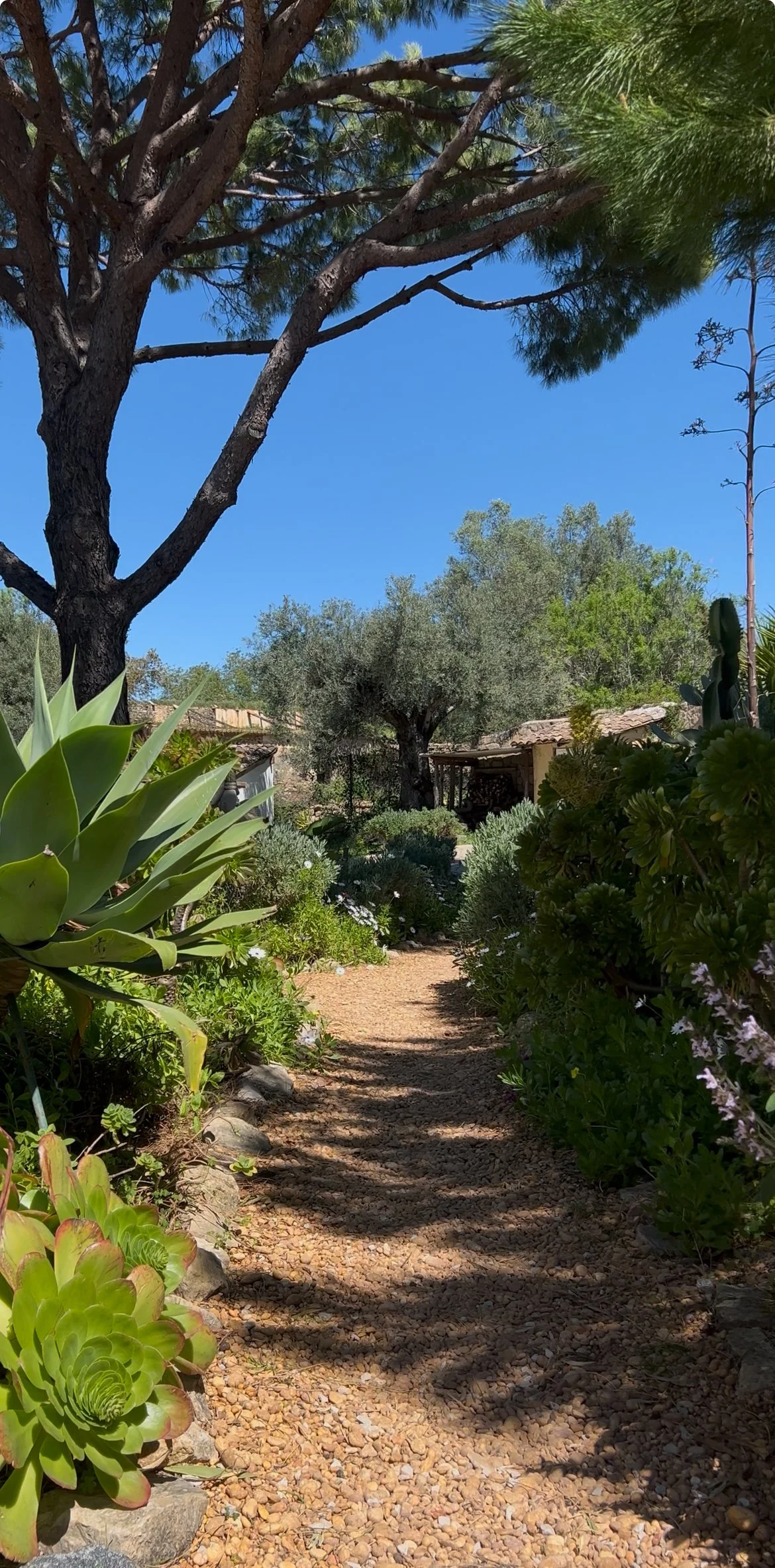 Zen-inspired wellness retreat in Algarve, recognized as one of the best yoga retreats in the Algarve, offering yoga with Debbie, pranayama, massages with Liladhar, mindful living in silence and nature, and a digital detox experience.