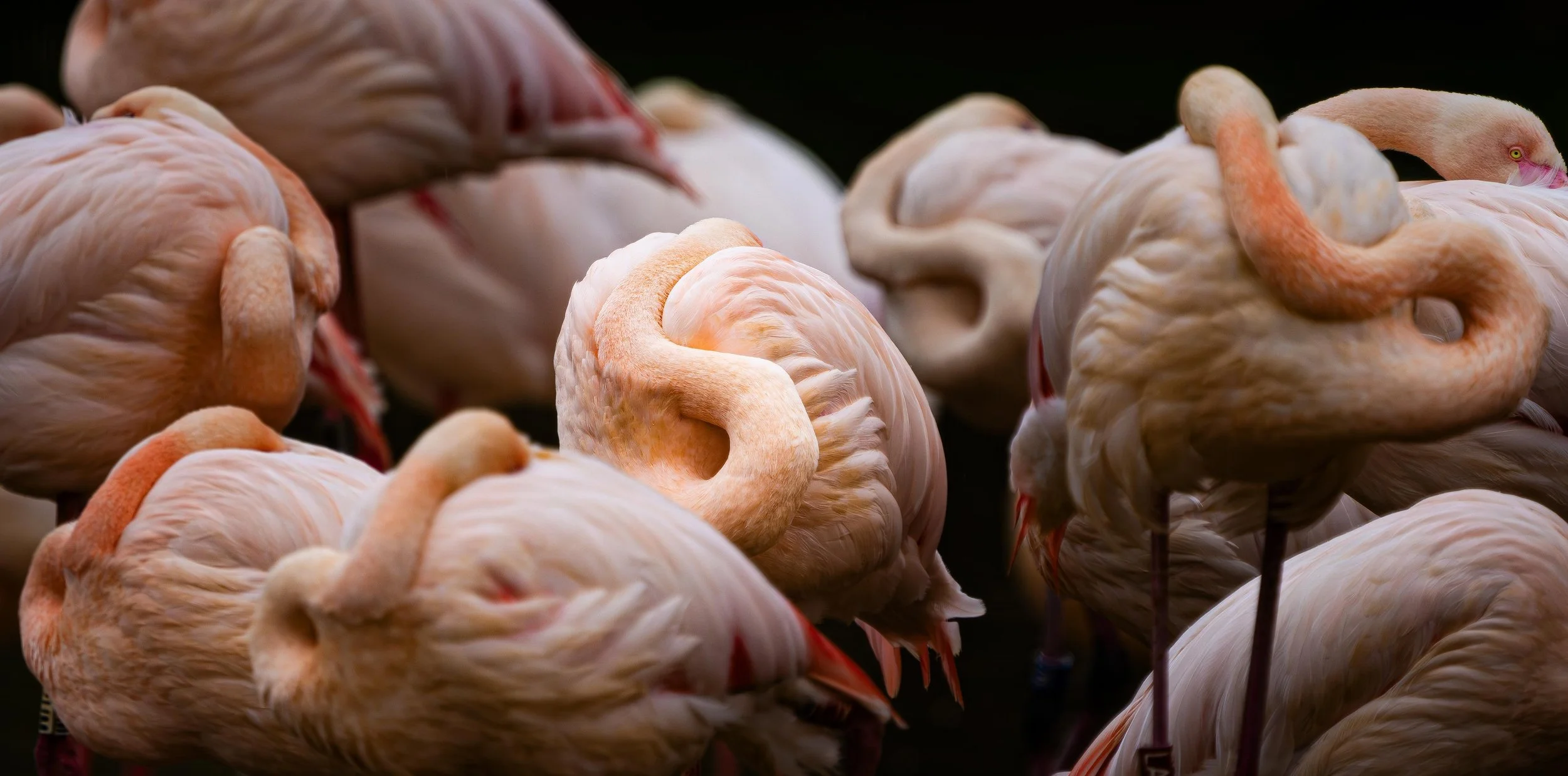 DSC08497-Enhanced-NR copy.jpg