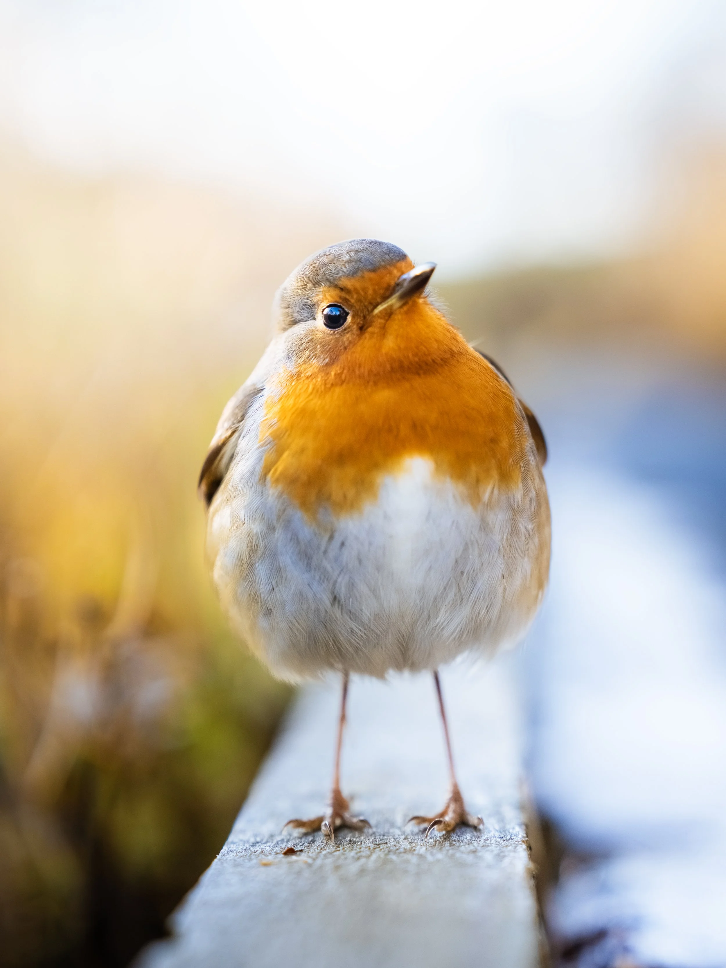 DSC08683 copy new.jpg