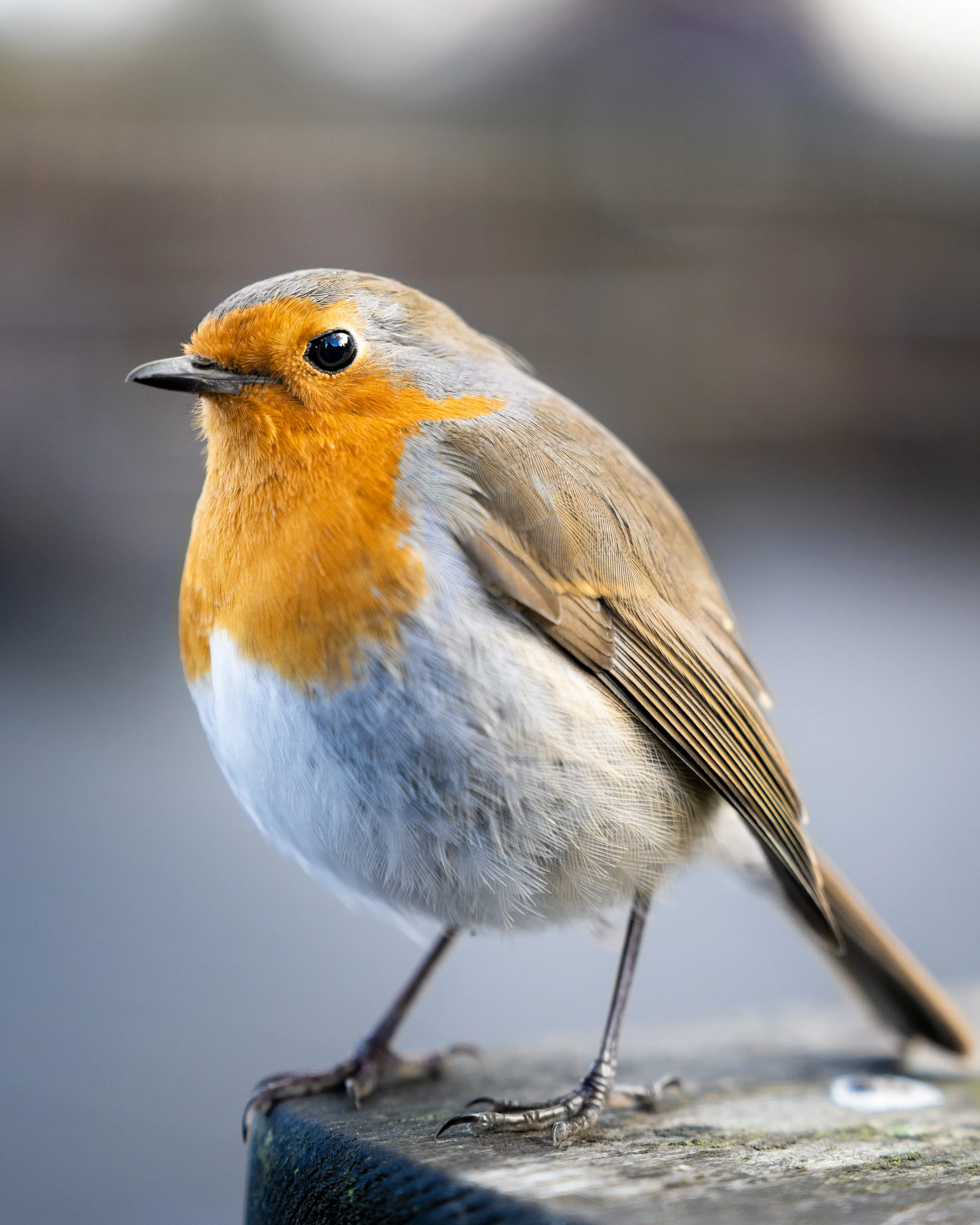 Re edit robin1 copy.jpg