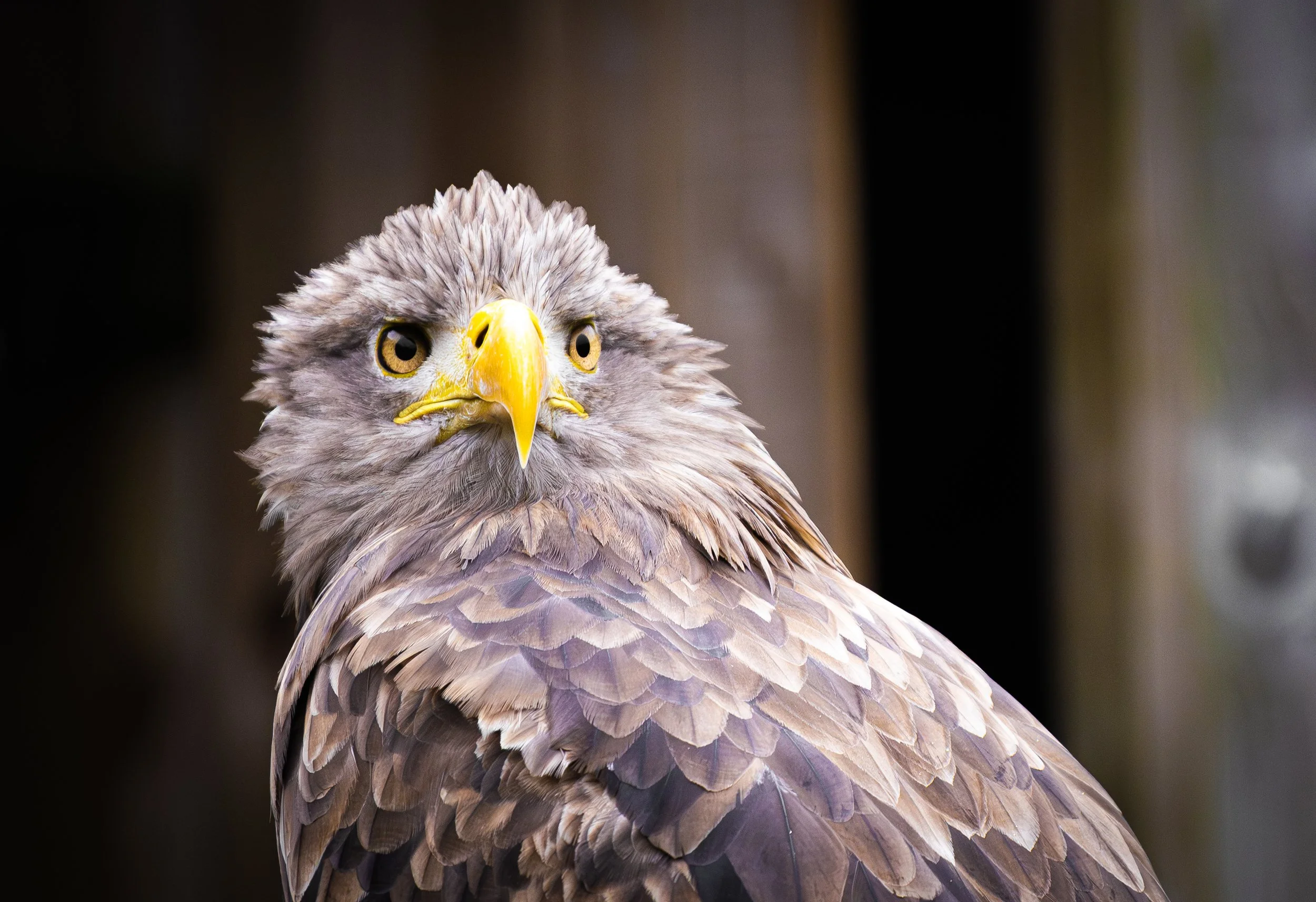 DSC03014-Enhanced-NR-2 copy.jpg