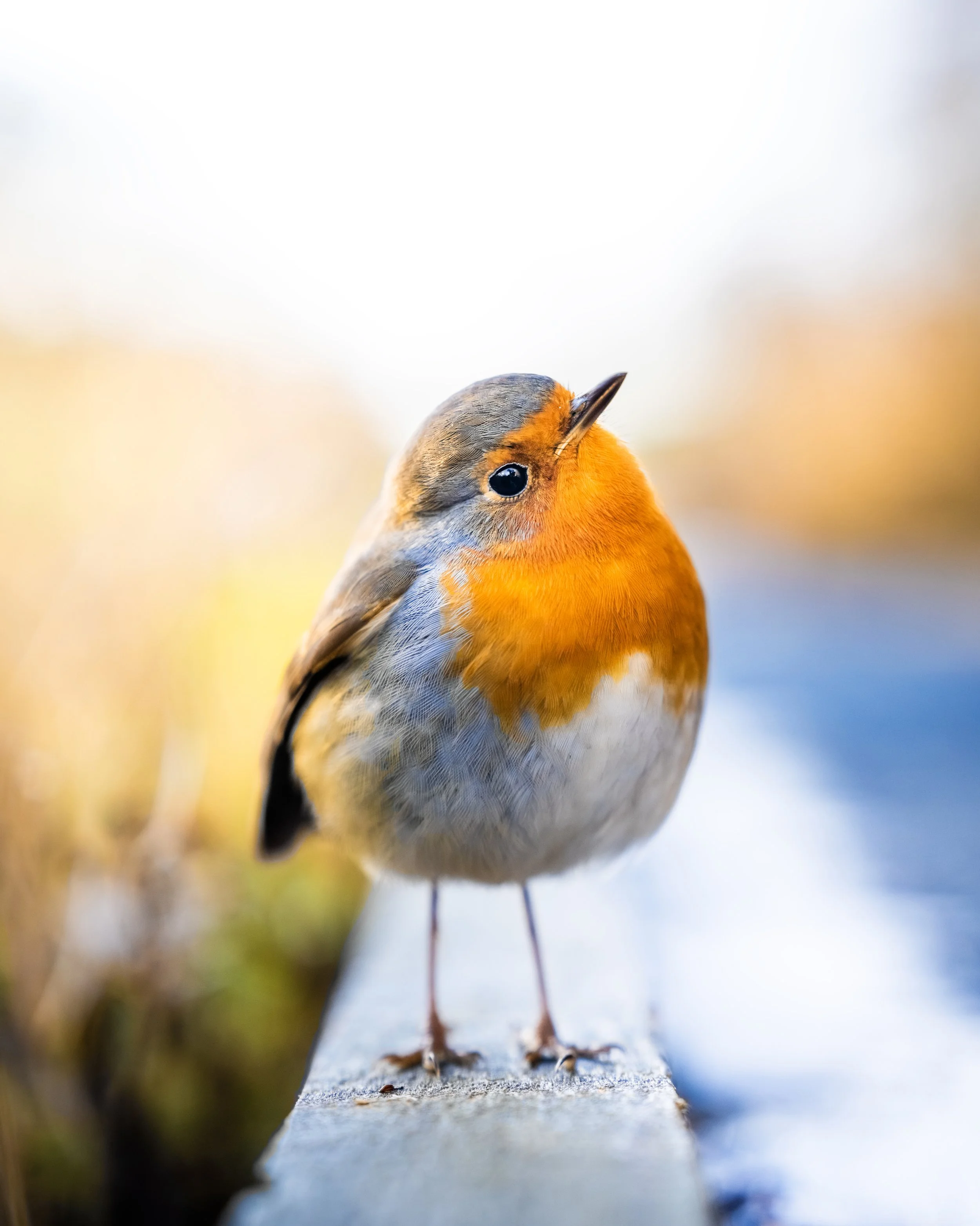 DSC08686 copy new copy.jpg