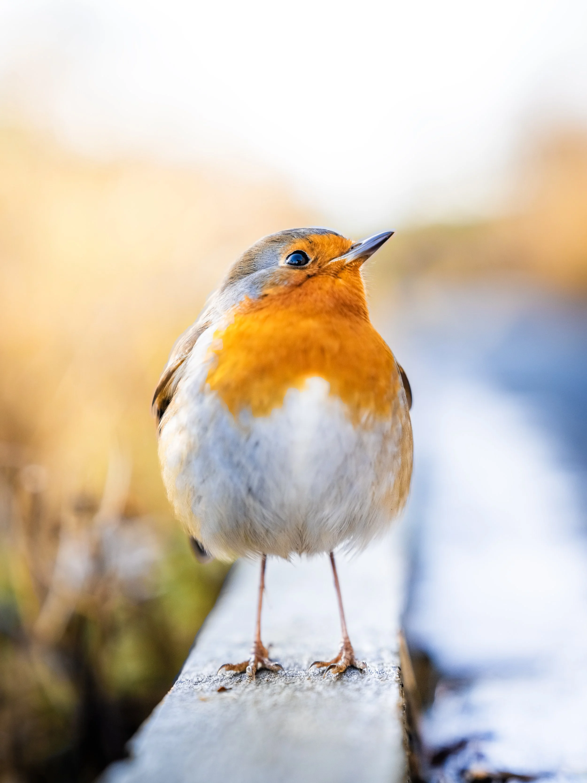 DSC08679 copy new.jpg