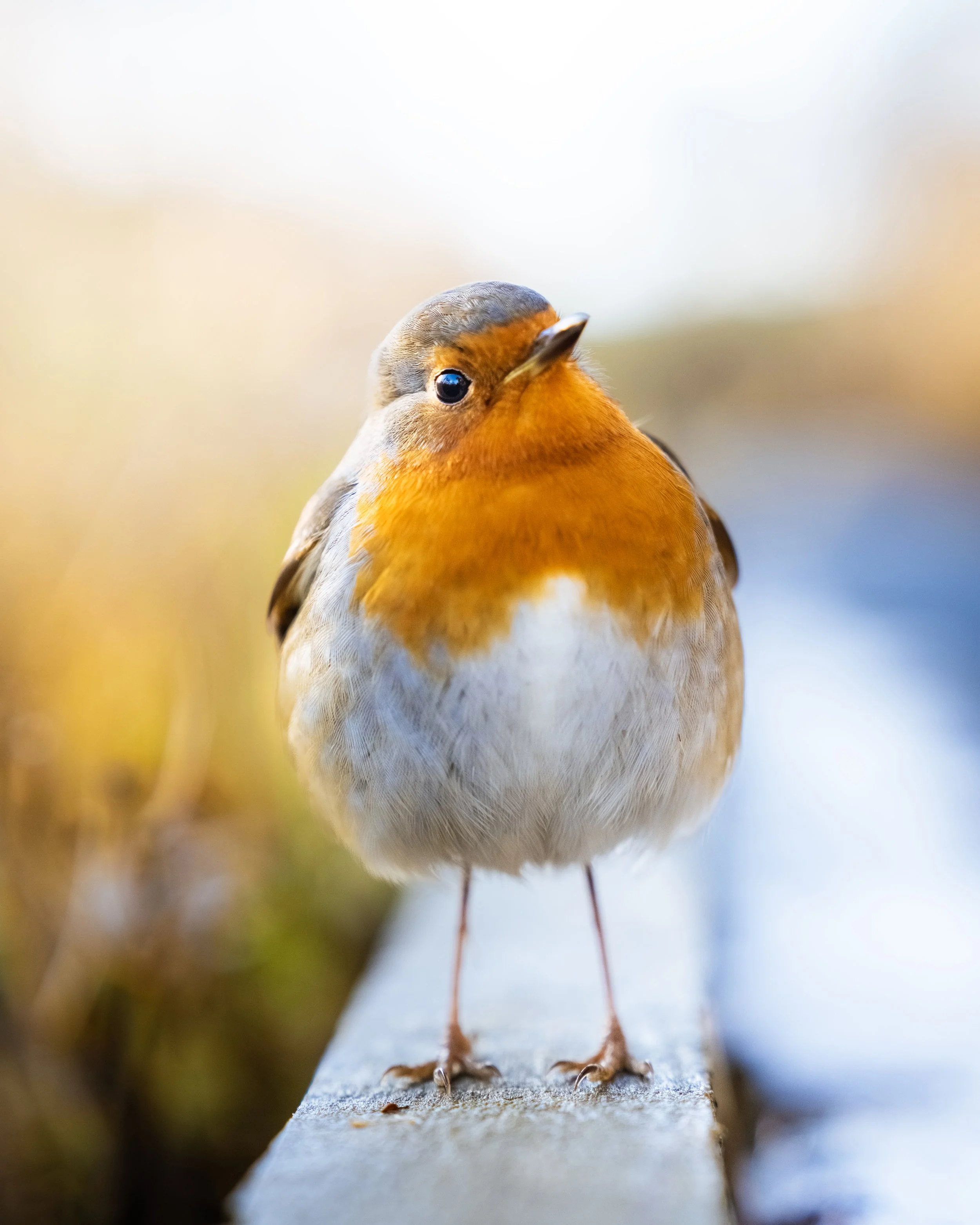 DSC08683 copy new copy.jpg