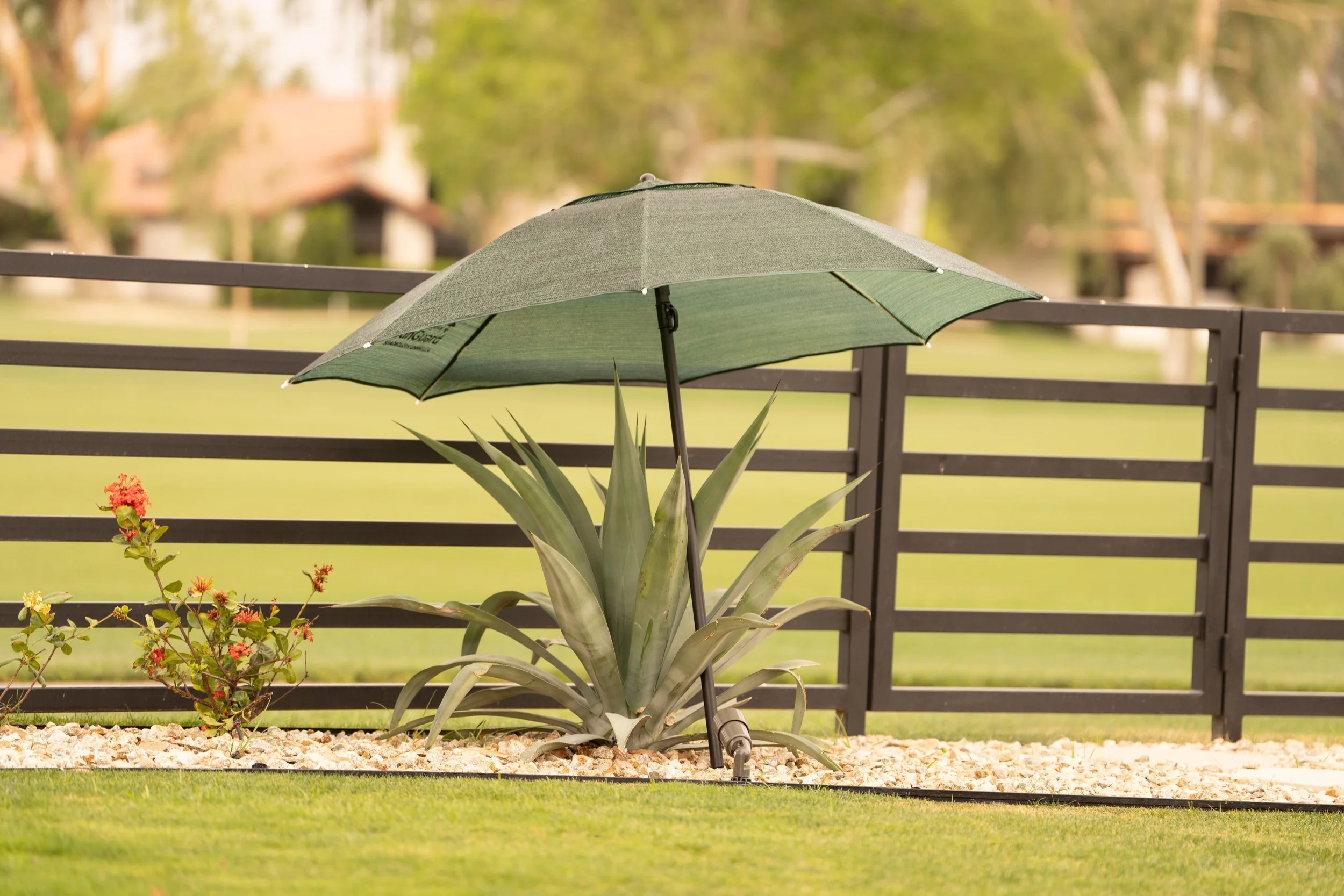 A green patio umbrella shading a large succulent plant with long, pointed leaves in a landscaped yard, with a black fence and trees in the background.