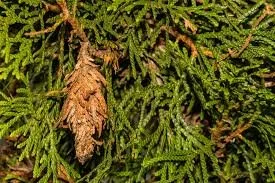Bagworm Treatments