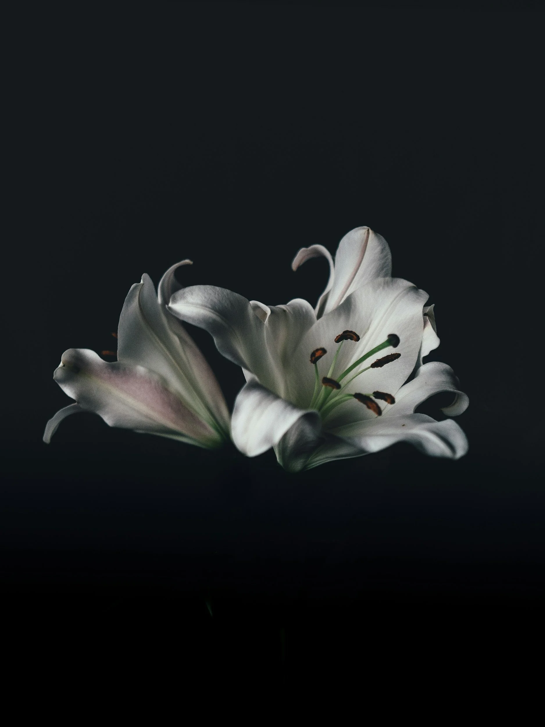 Close-up of a white lily flower against a dark background.