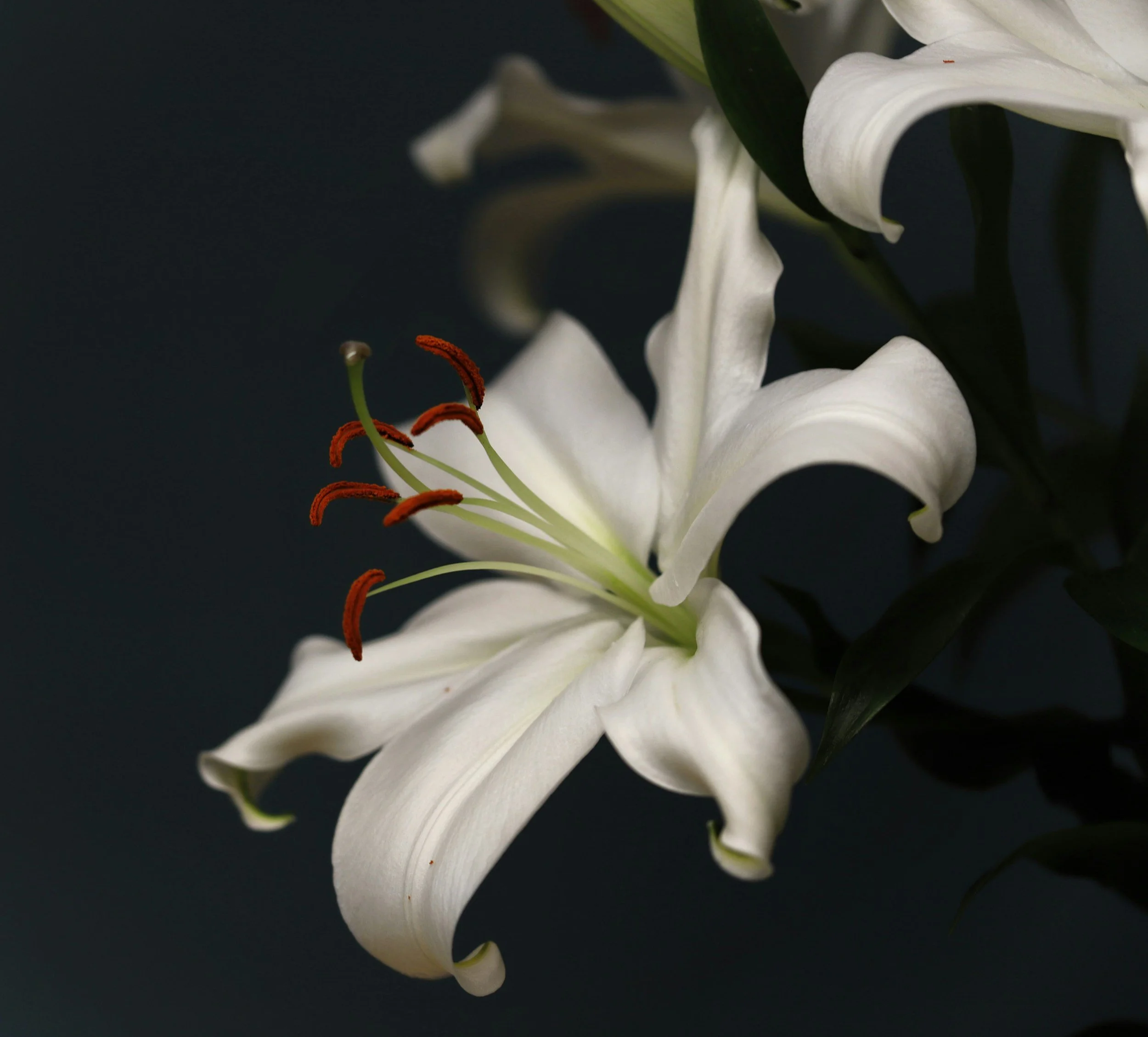 Close-up photograph of a white lily flower with seven petals and prominent orange pistils and stamens against a dark background.