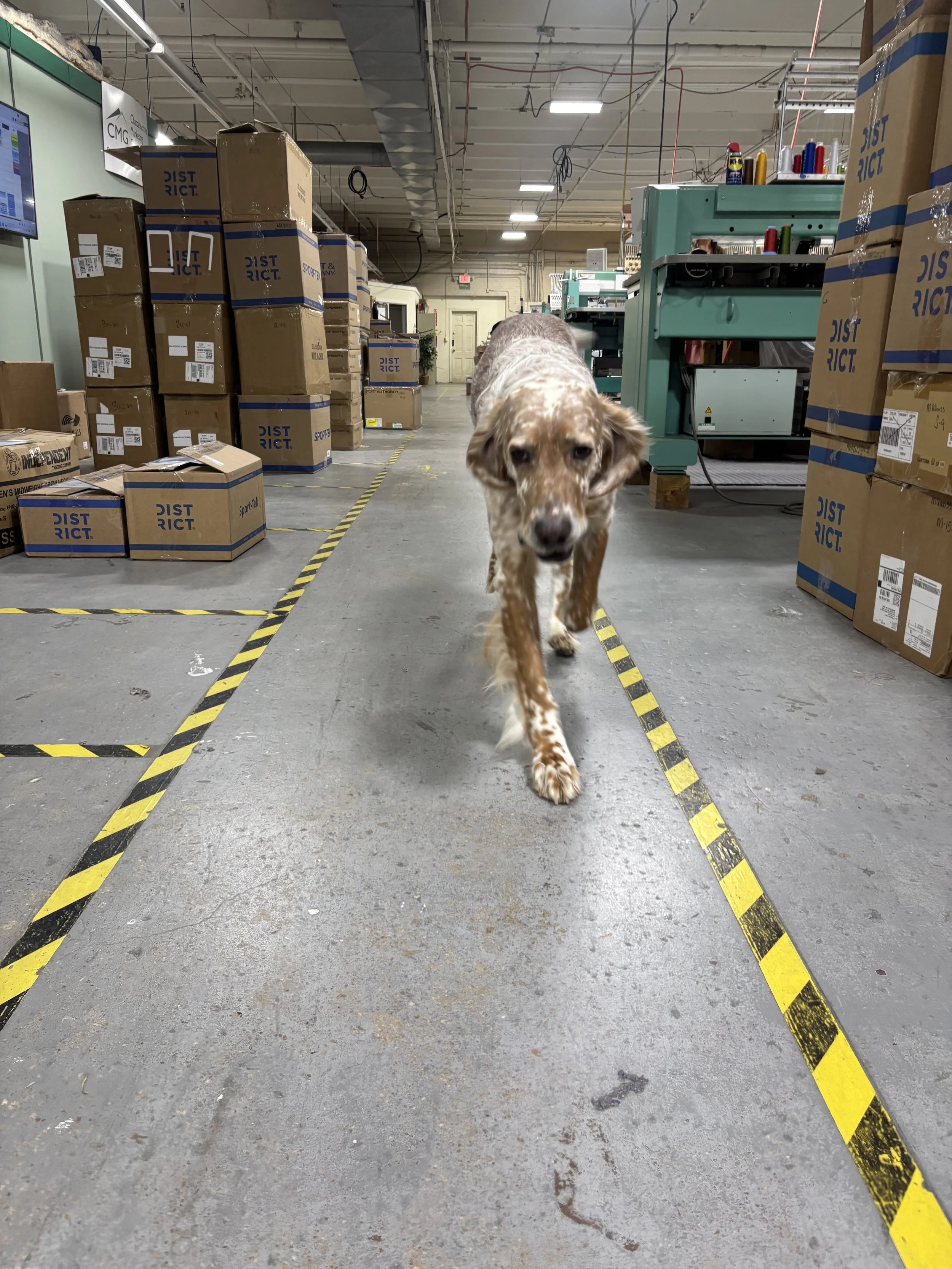 A dog walking inside a warehouse or storage facility with cardboard boxes and industrial equipment around.