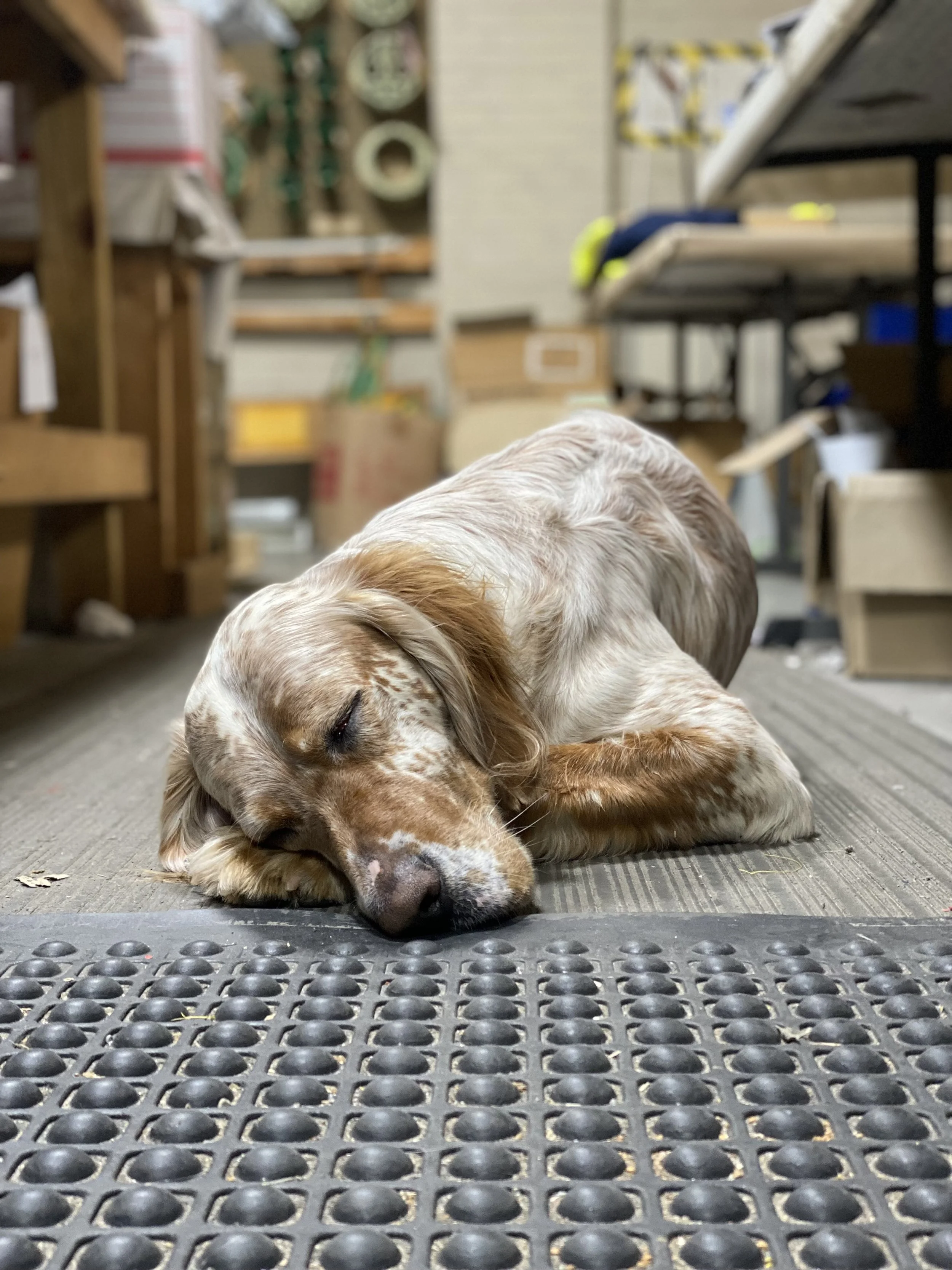 A sleepy dog with a brown and white coat, resting its head on a rubber mat in a cluttered workshop or storage room.
