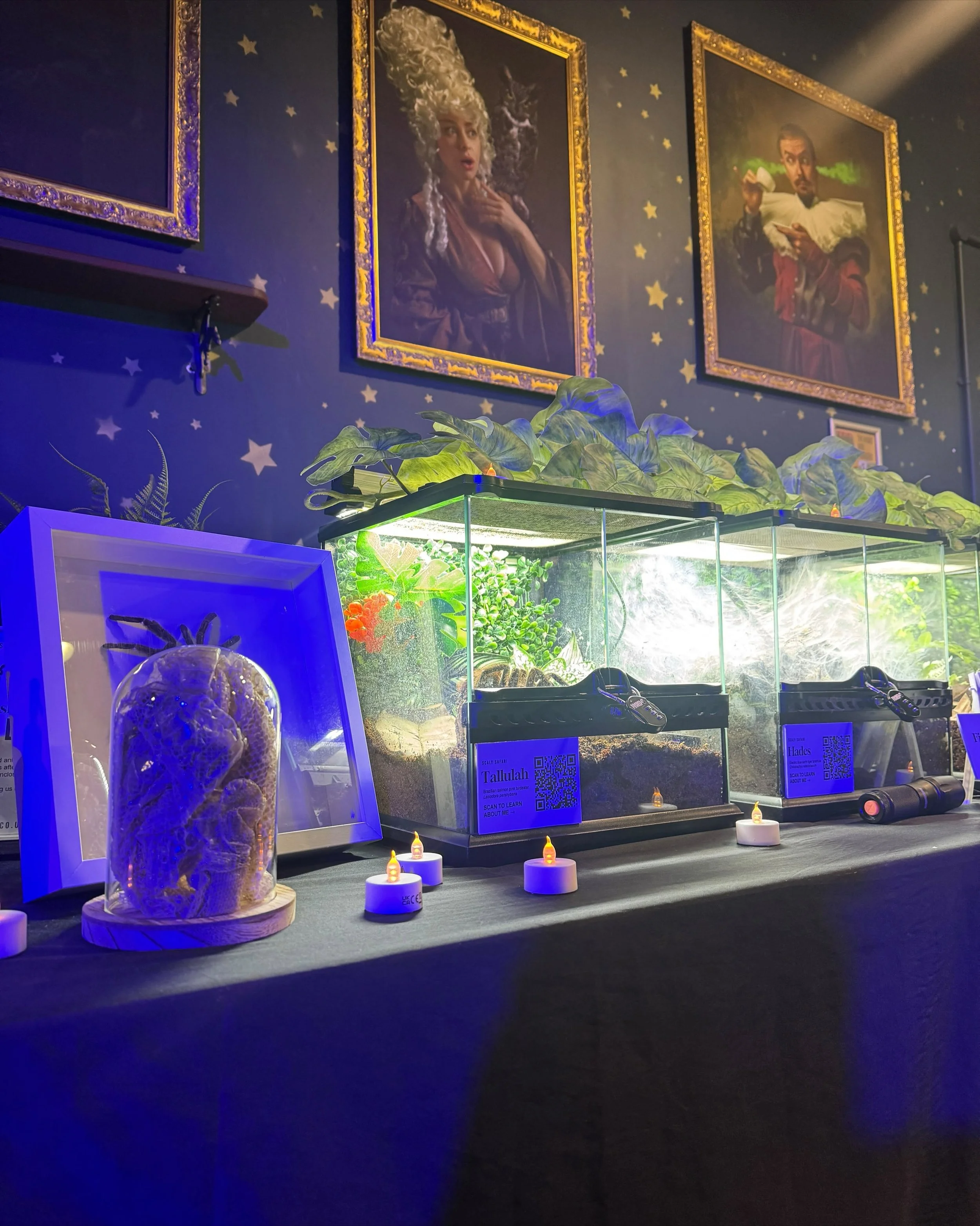 Scaly Safari reptile display prepared for a venue event