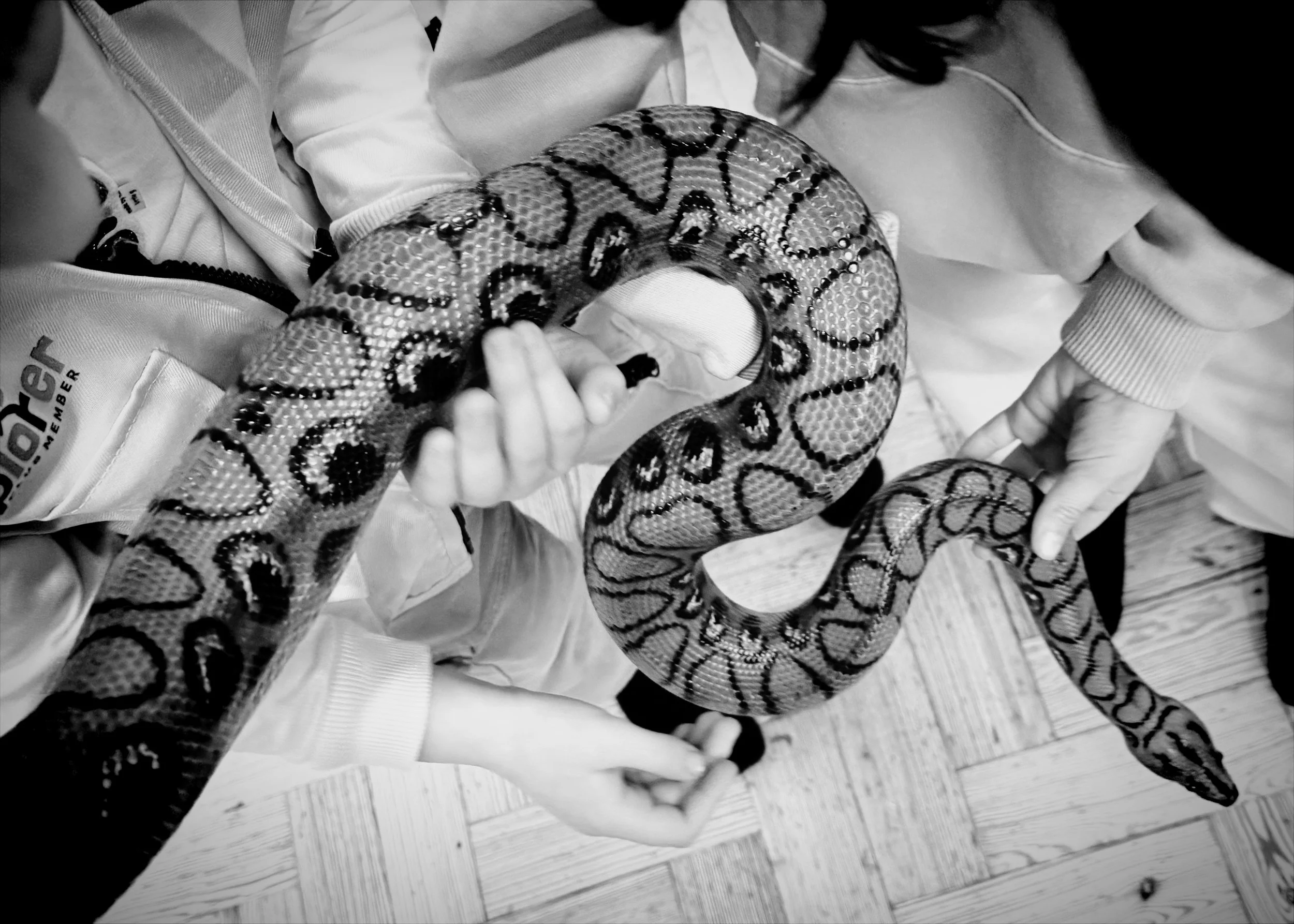 What makes Scaly Safari a little different