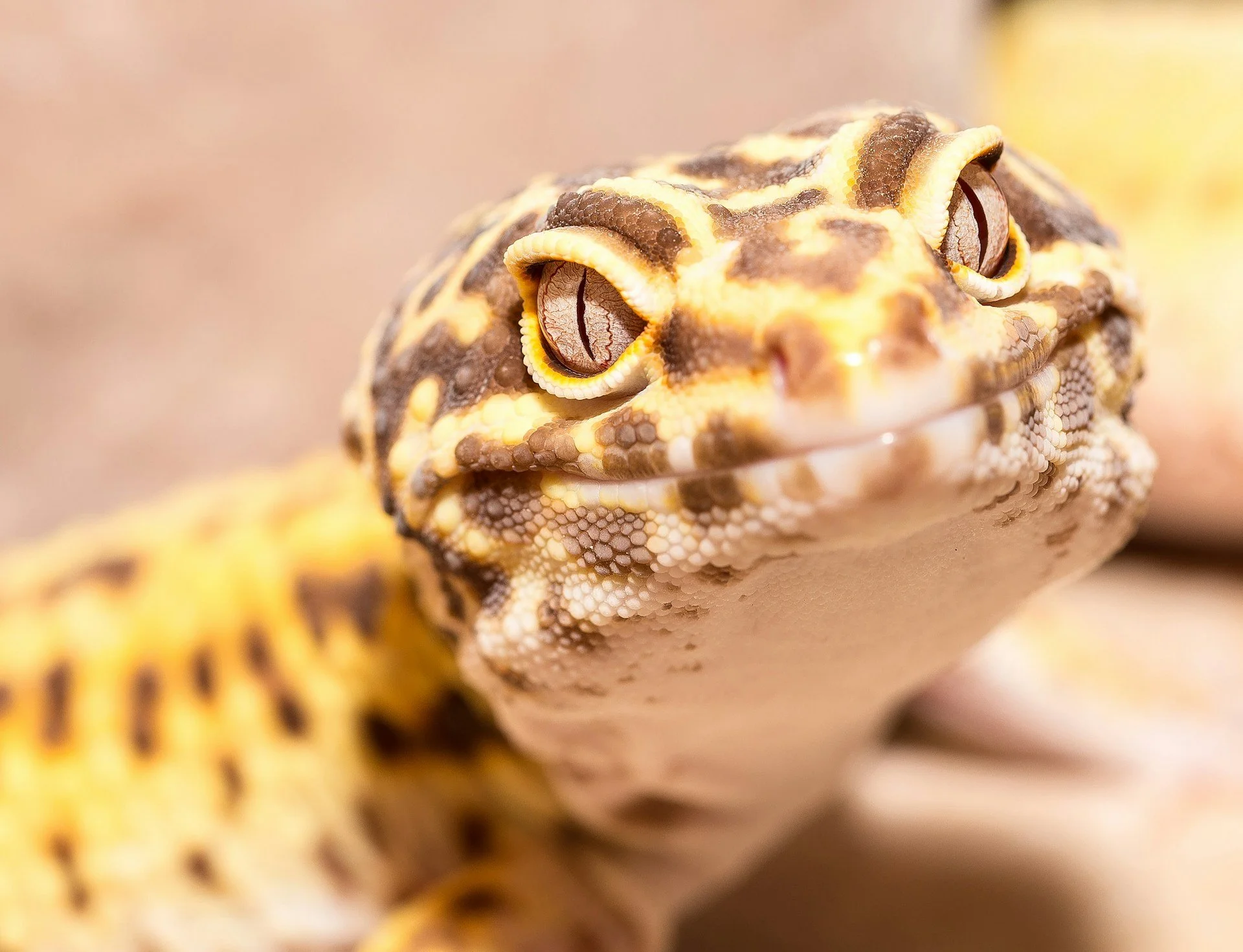 Leopard gecko close-up showing clear eyes and healthy skin during a daily reptile care check