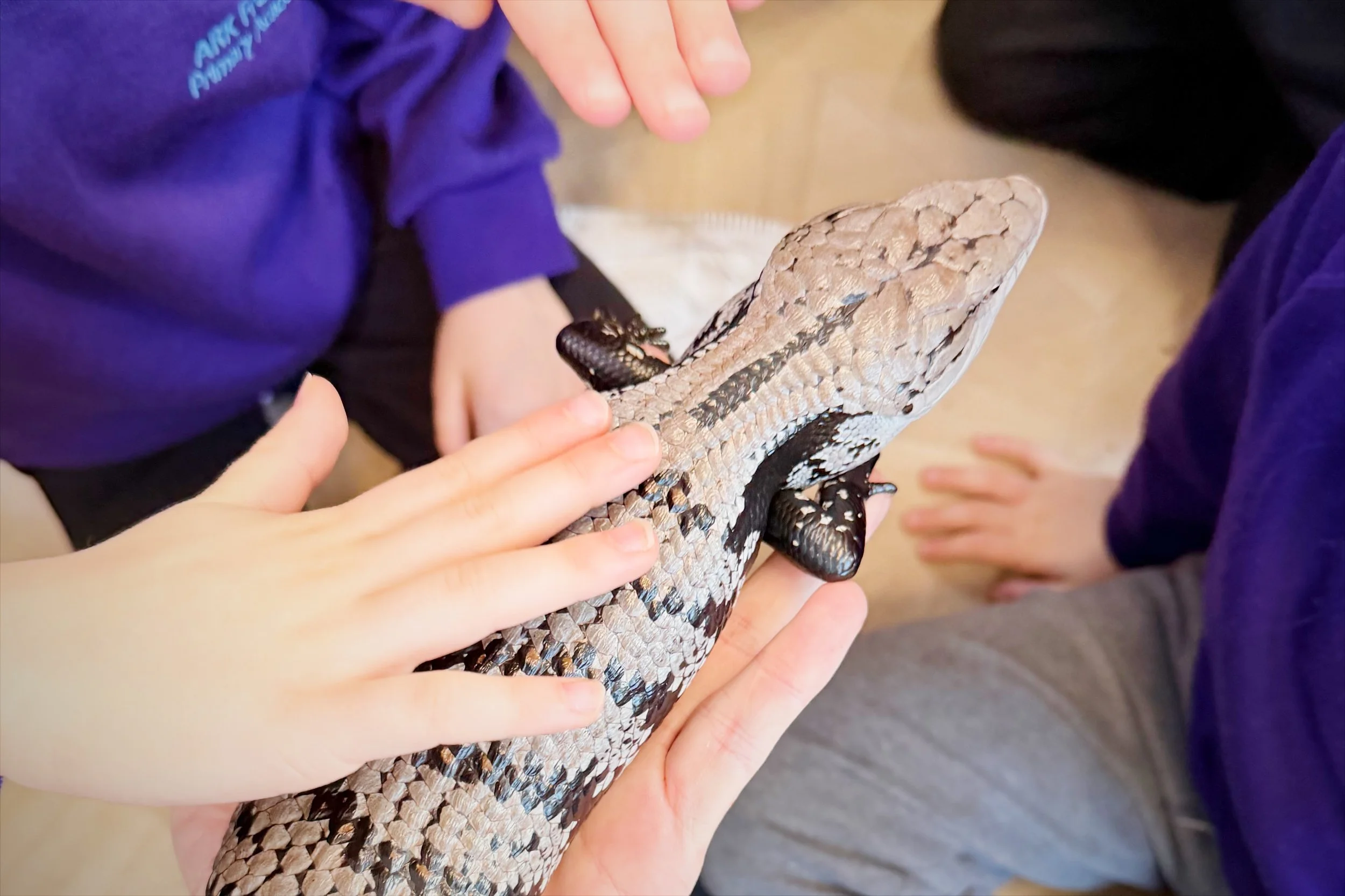 Child observing a reptile during a calm, supervised primary school science workshop