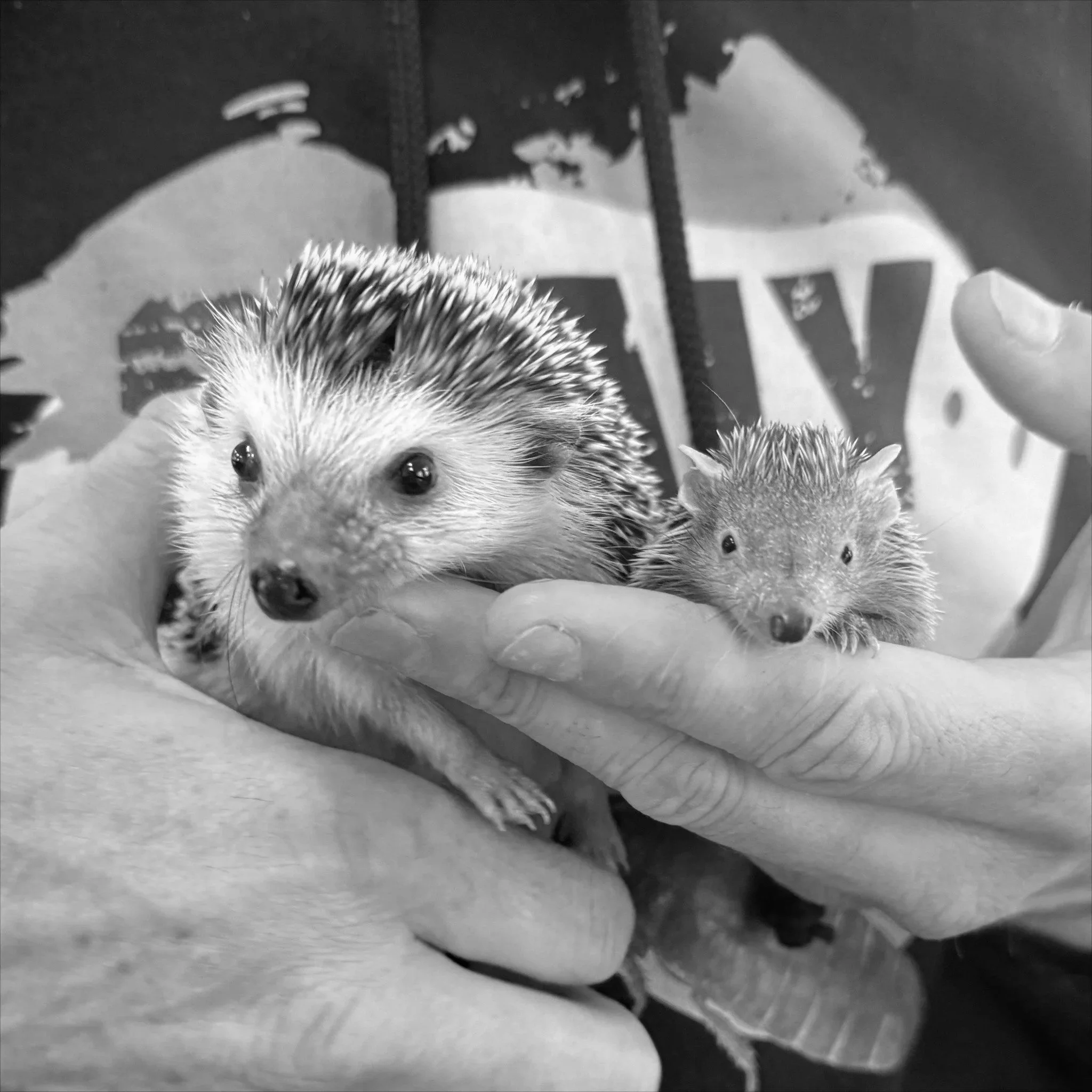 The best (and worst) exotic pets for kids