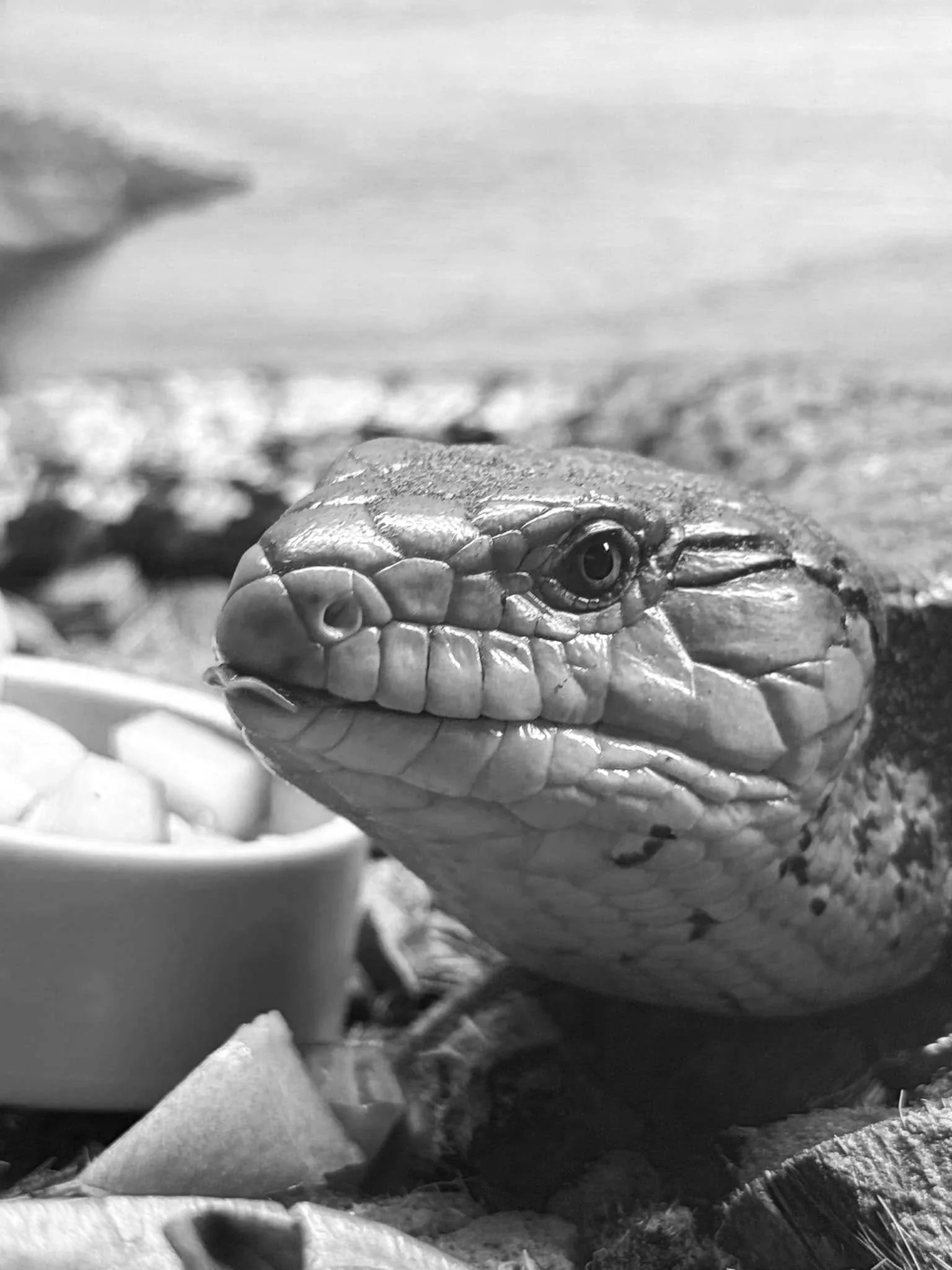 How much does it cost to own a reptile?