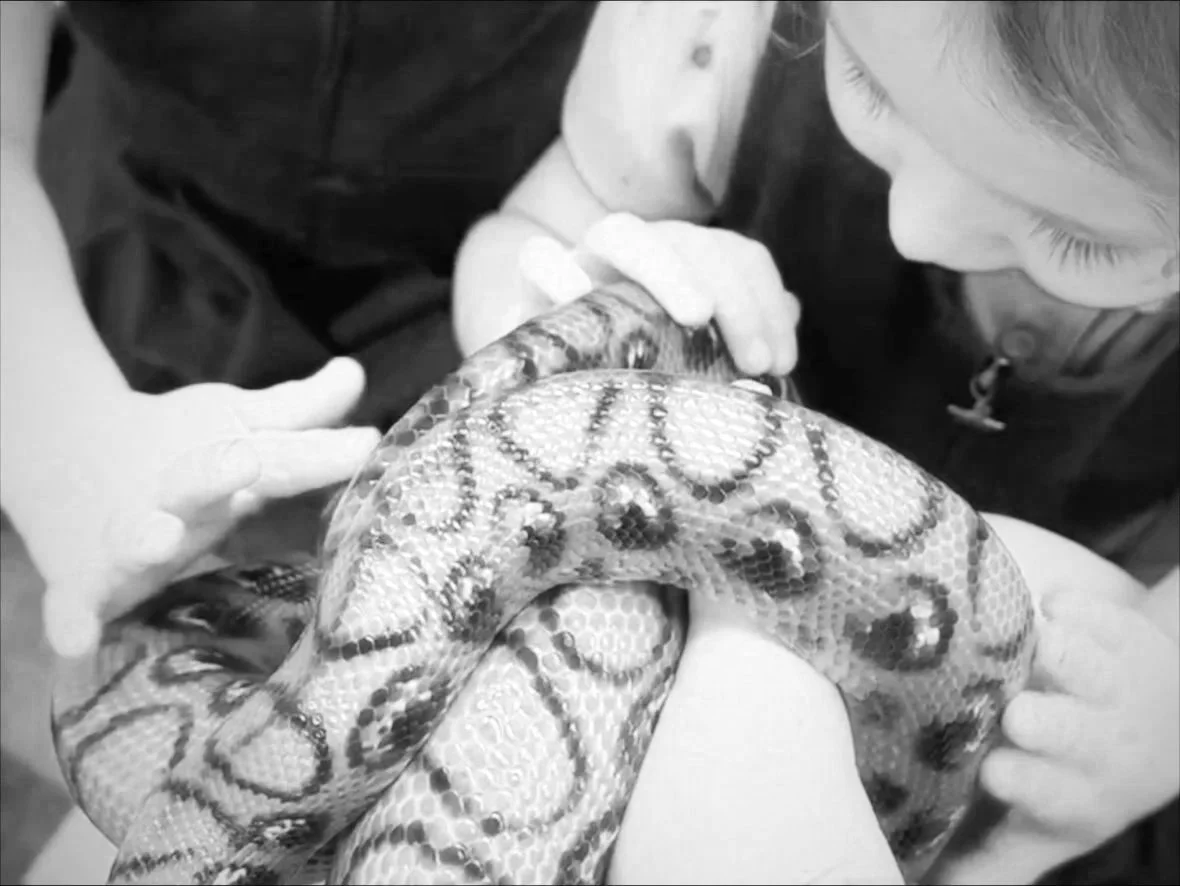 Are reptile workshops safe for children?