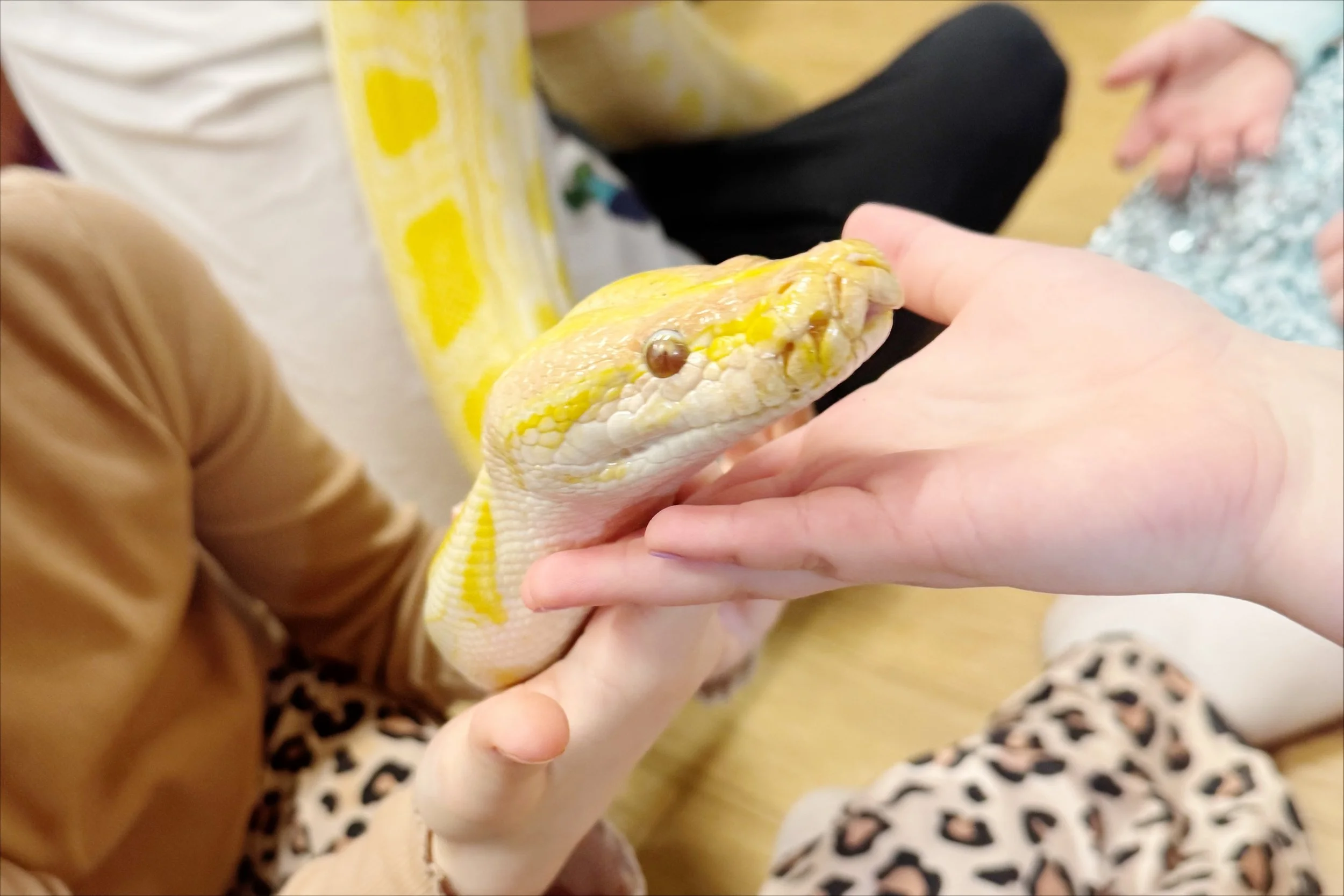 Child gently holding a snake during a calm, guided reptile birthday party at home