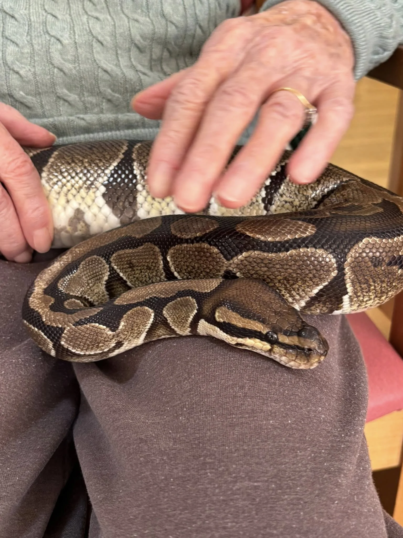 Pretzel visited Wealstone Care Home