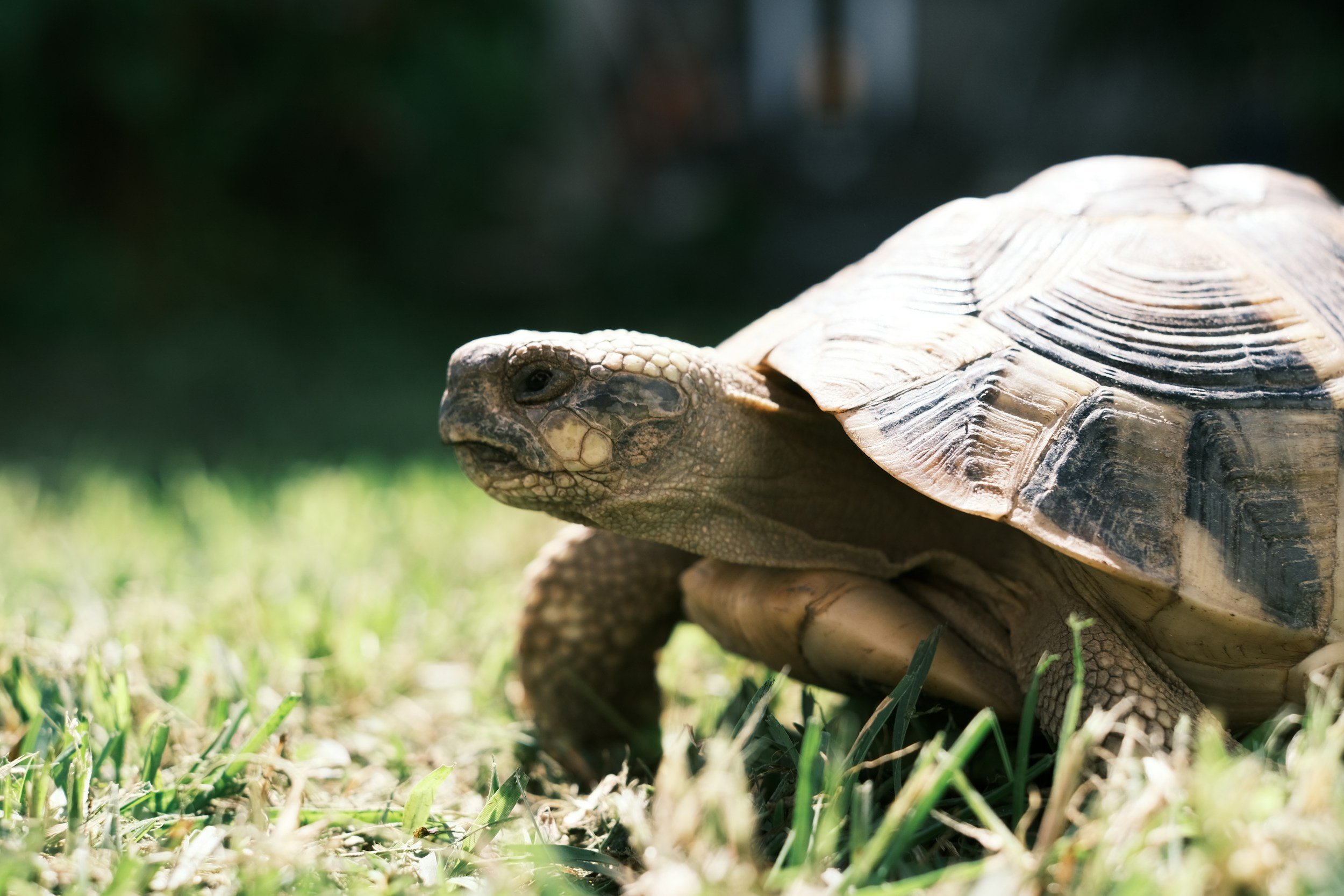 What Is the Best Pet Reptile for a Child? An Honest Guide for Families
