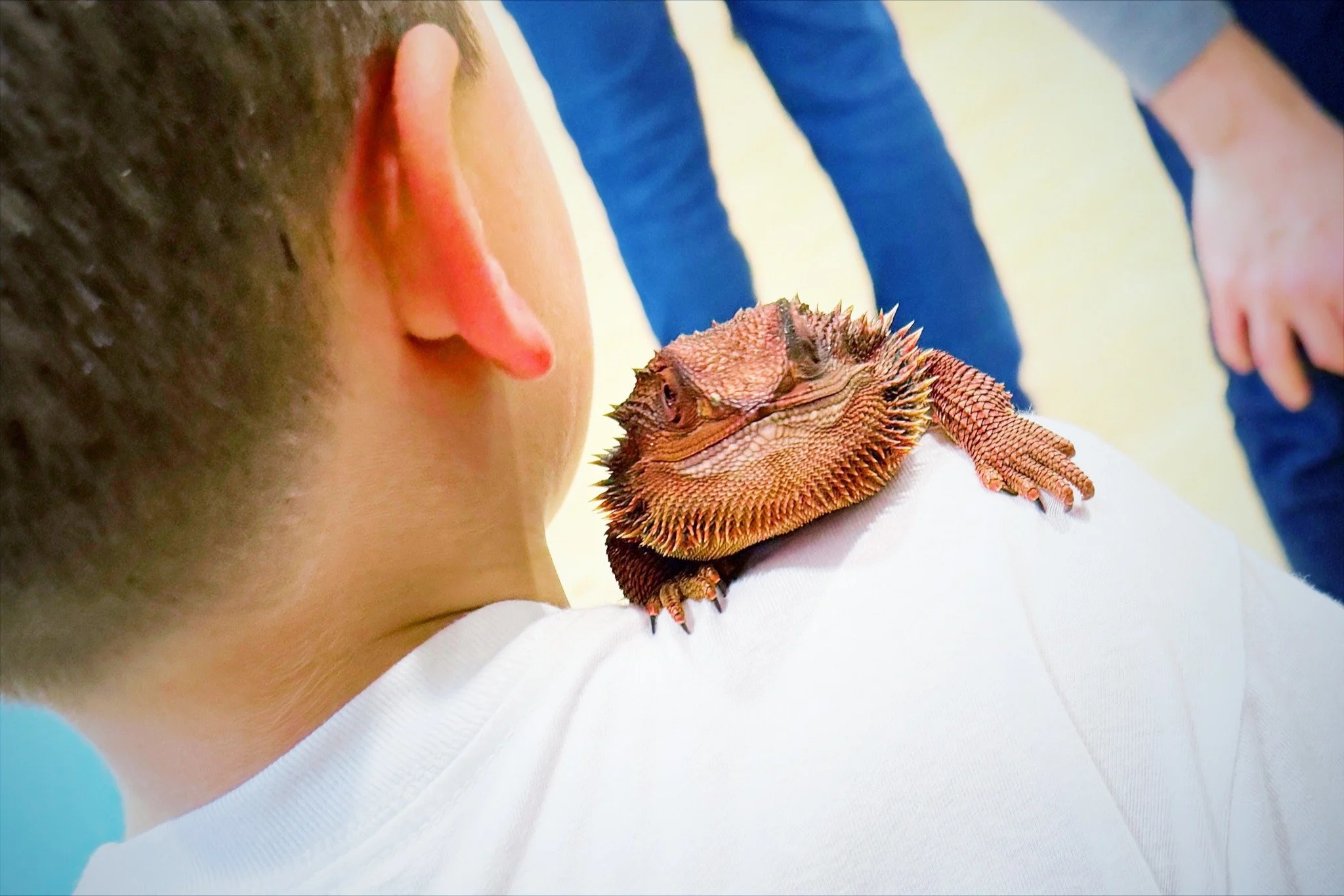Is Your Family Ready for a Pet Reptile? 10 Questions to Ask First
