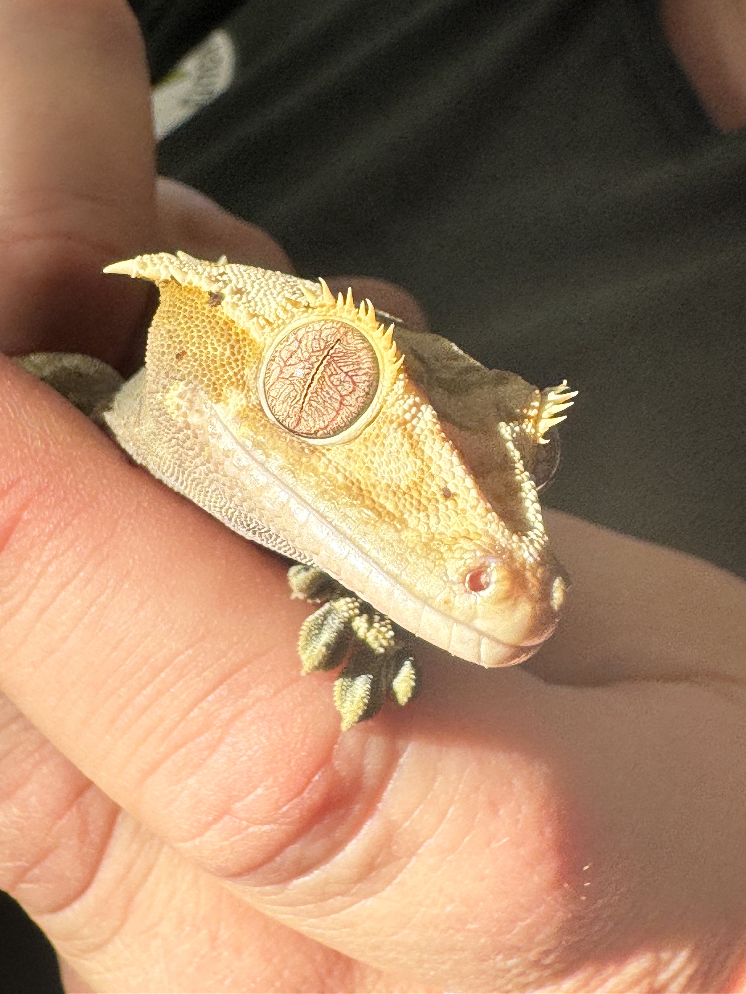 Close-up of a crested gecko showing clear eyes and healthy skin, used to illustrate reptile health signs