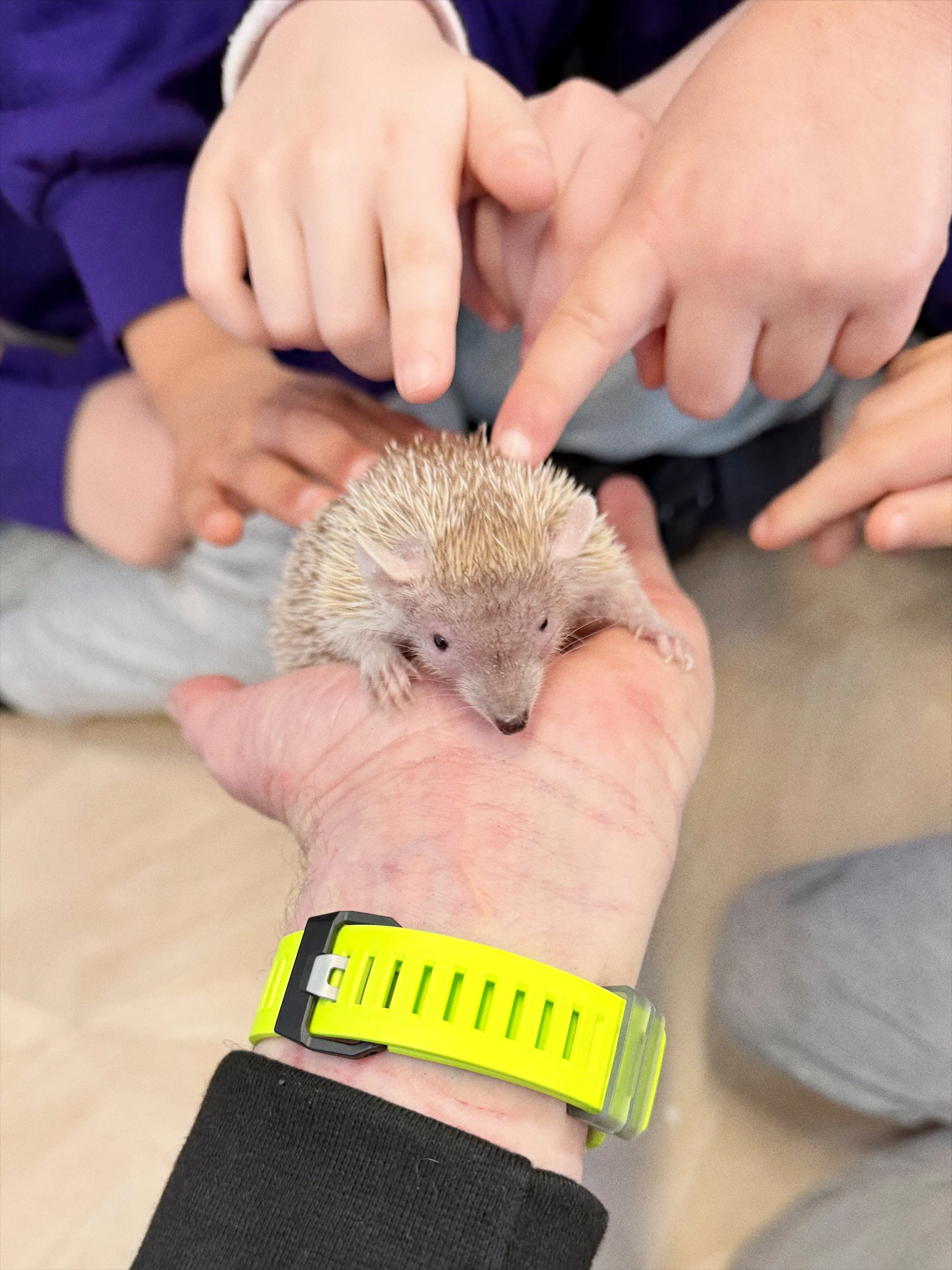 Tenrec being gently held during a KS2 science lesson on animal classification