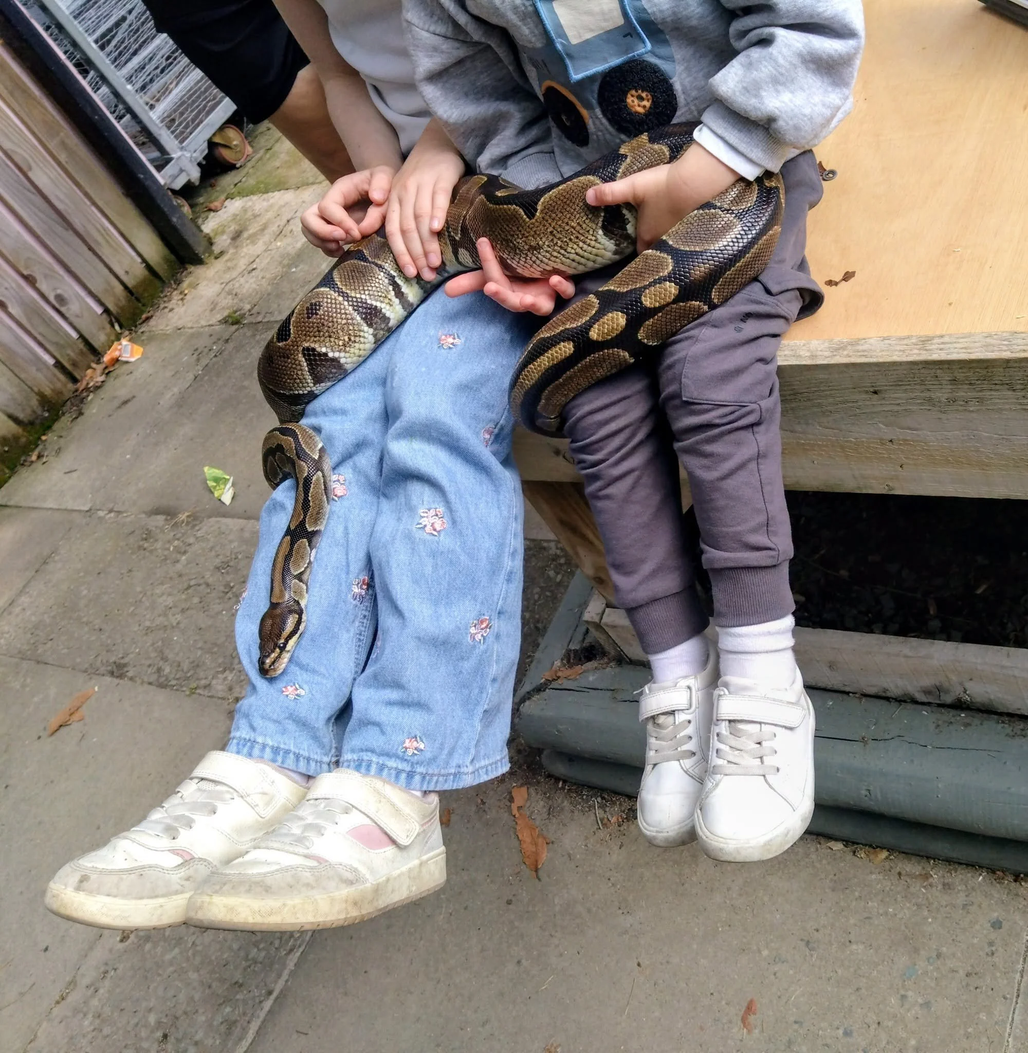 Pretzel the royal python at family reptile experience at National Trust Bodnant Garden