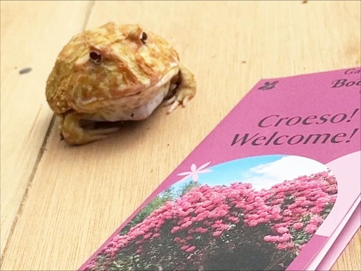 Family reptile experience at National Trust Bodnant Garden