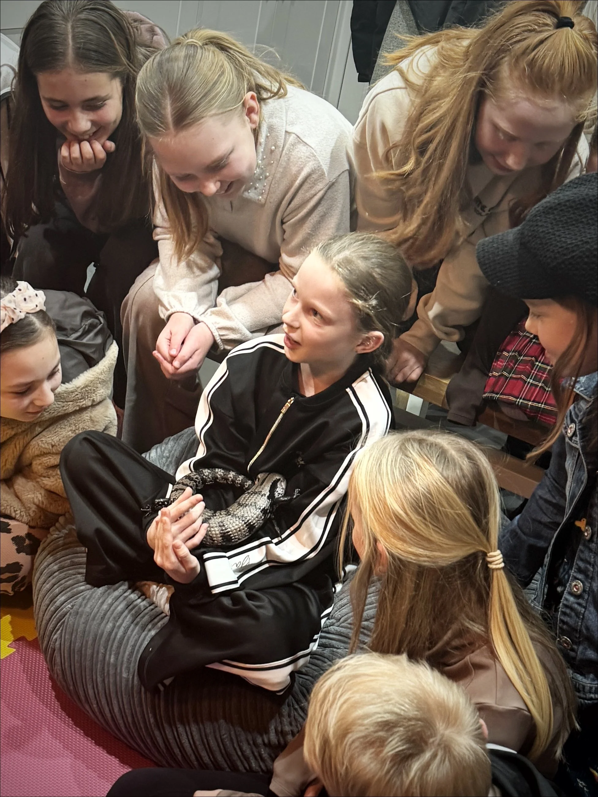 Blue-tongued skink lizard resting calmly during a relaxed reptile birthday party at home