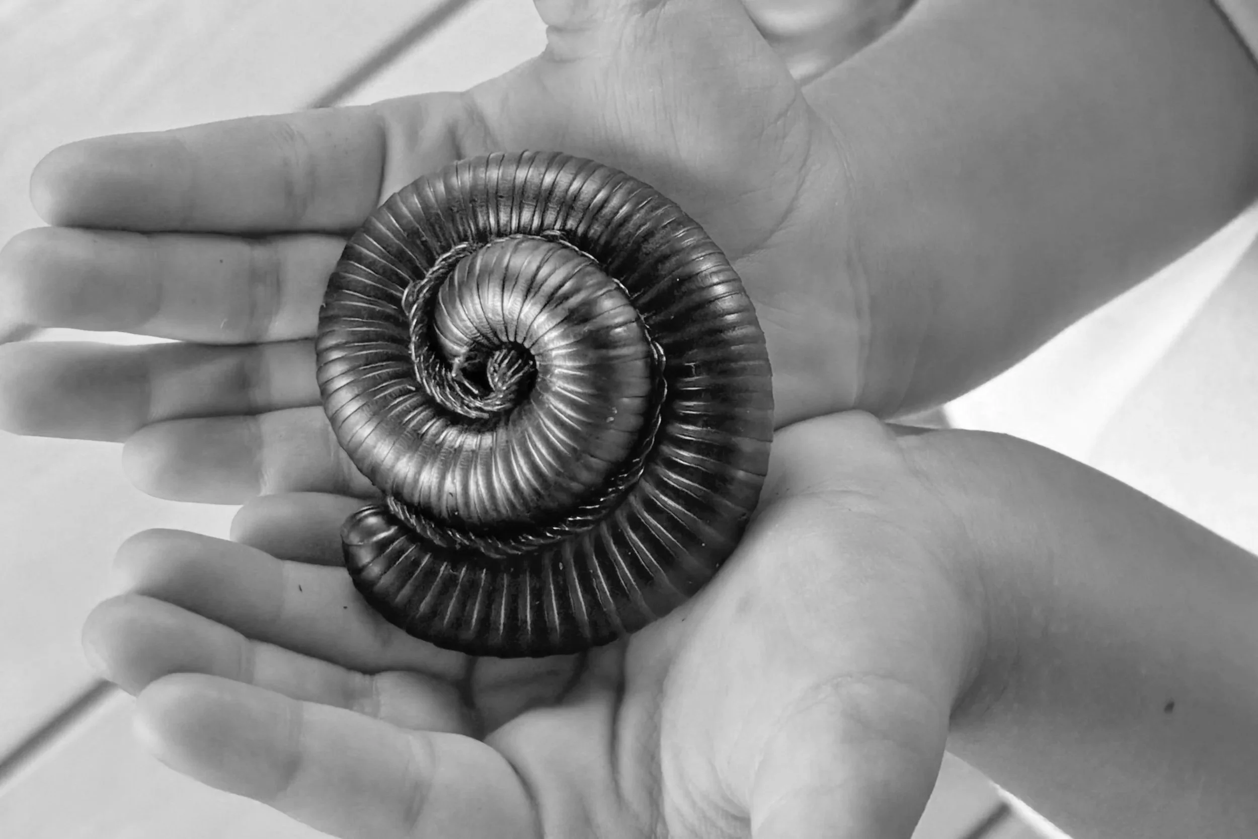 Child’s hands gently holding a curled millipede during a calm, supervised animal session