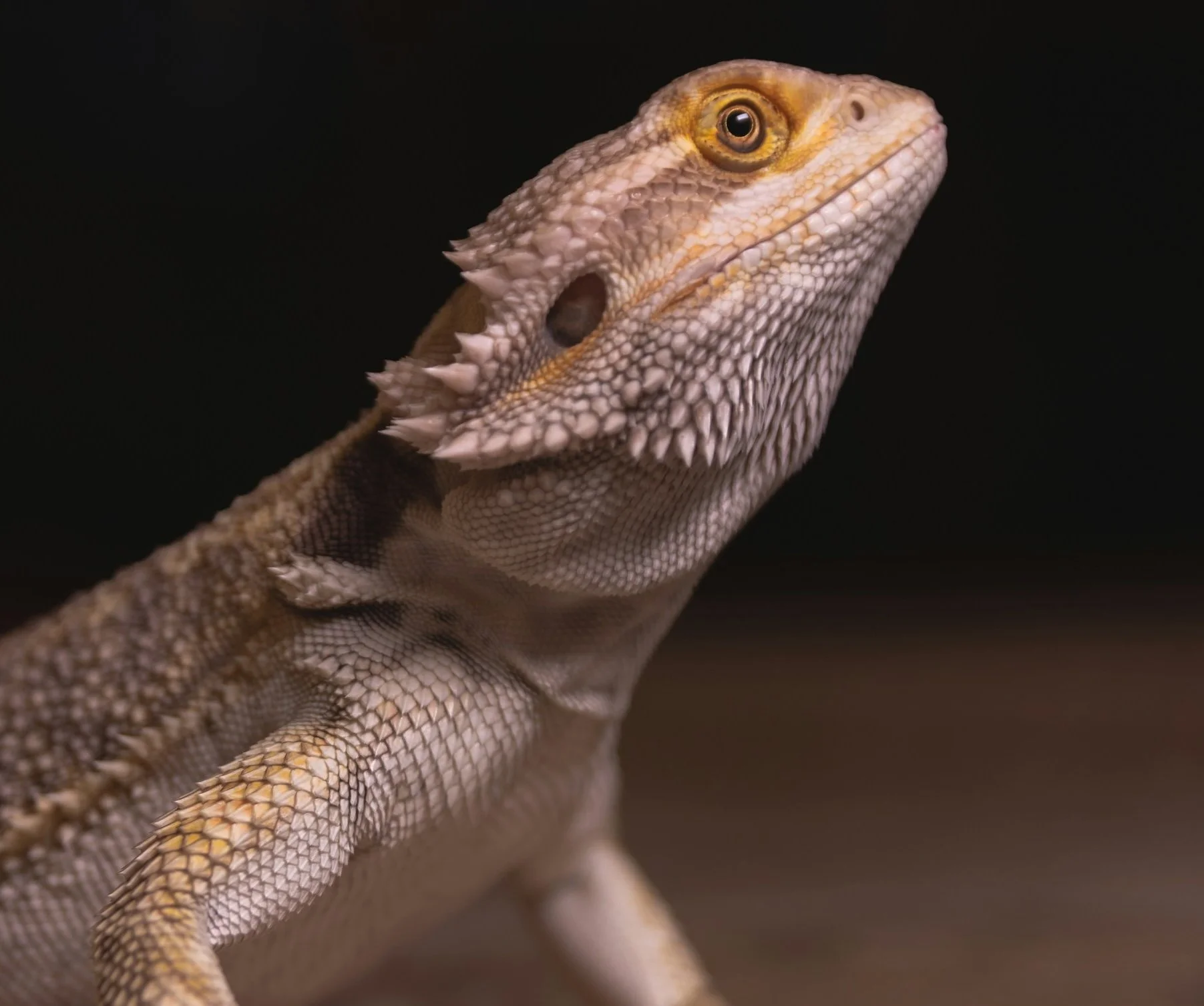 Beginner Reptile Mistakes (That No One Warns You About)