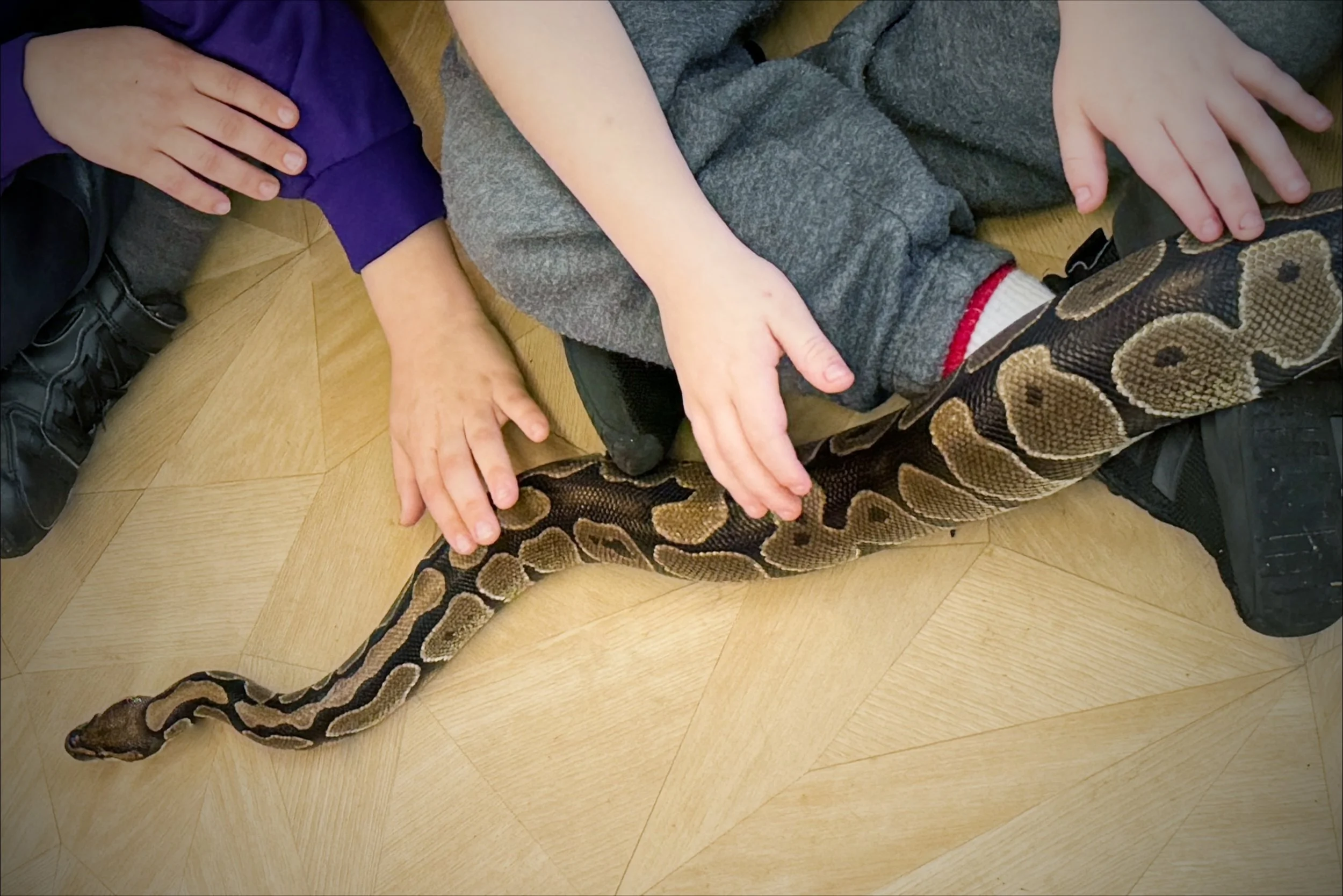 Primary school pupils learning about reptiles during a structured classroom workshop