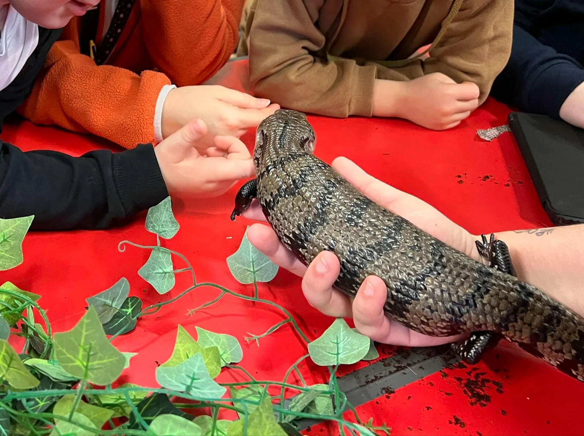 Children observing reptiles during a curriculum-aligned primary school workshop