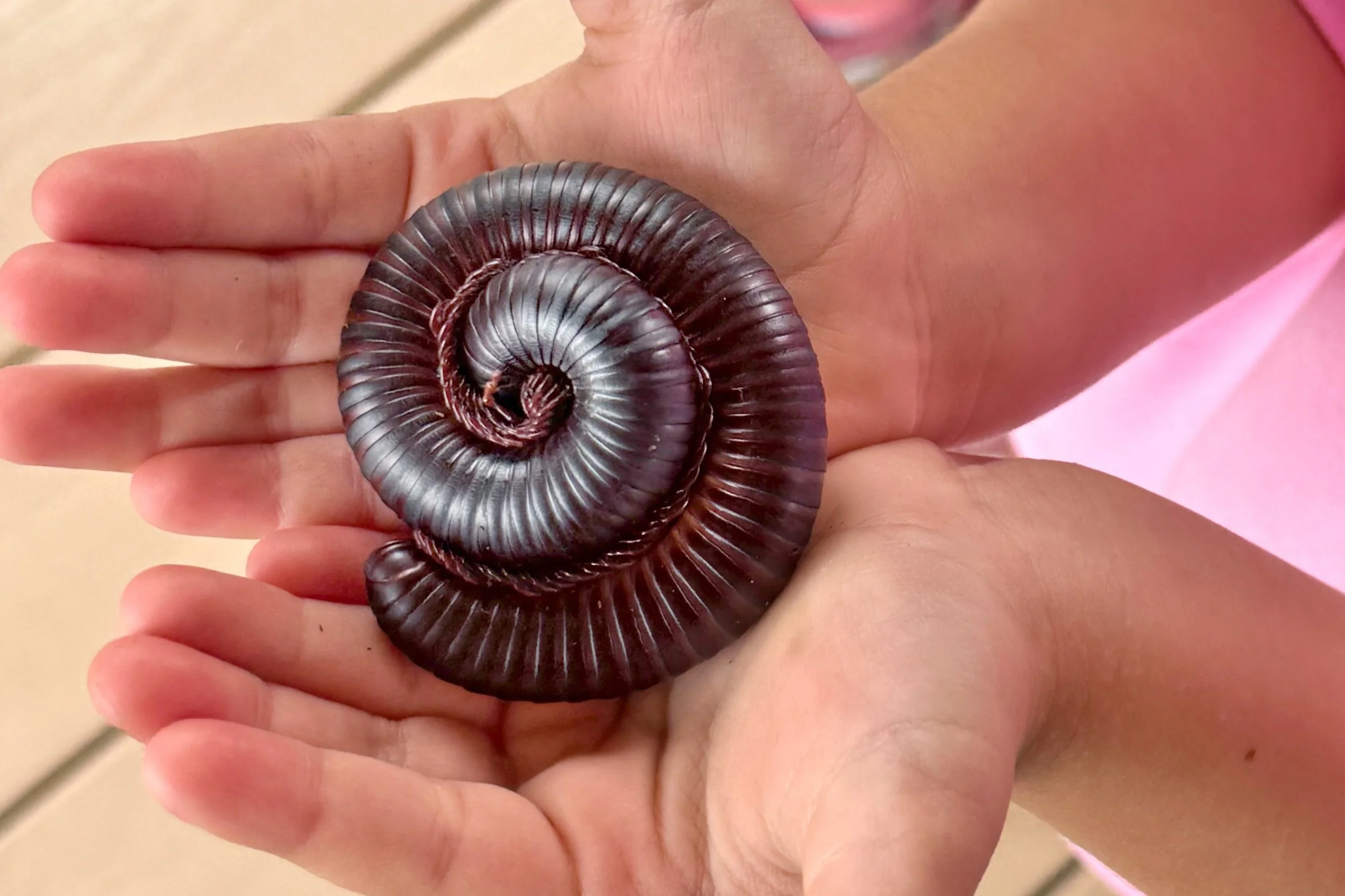 Child observing a millipede up close during a calm animal encounter at a birthday party