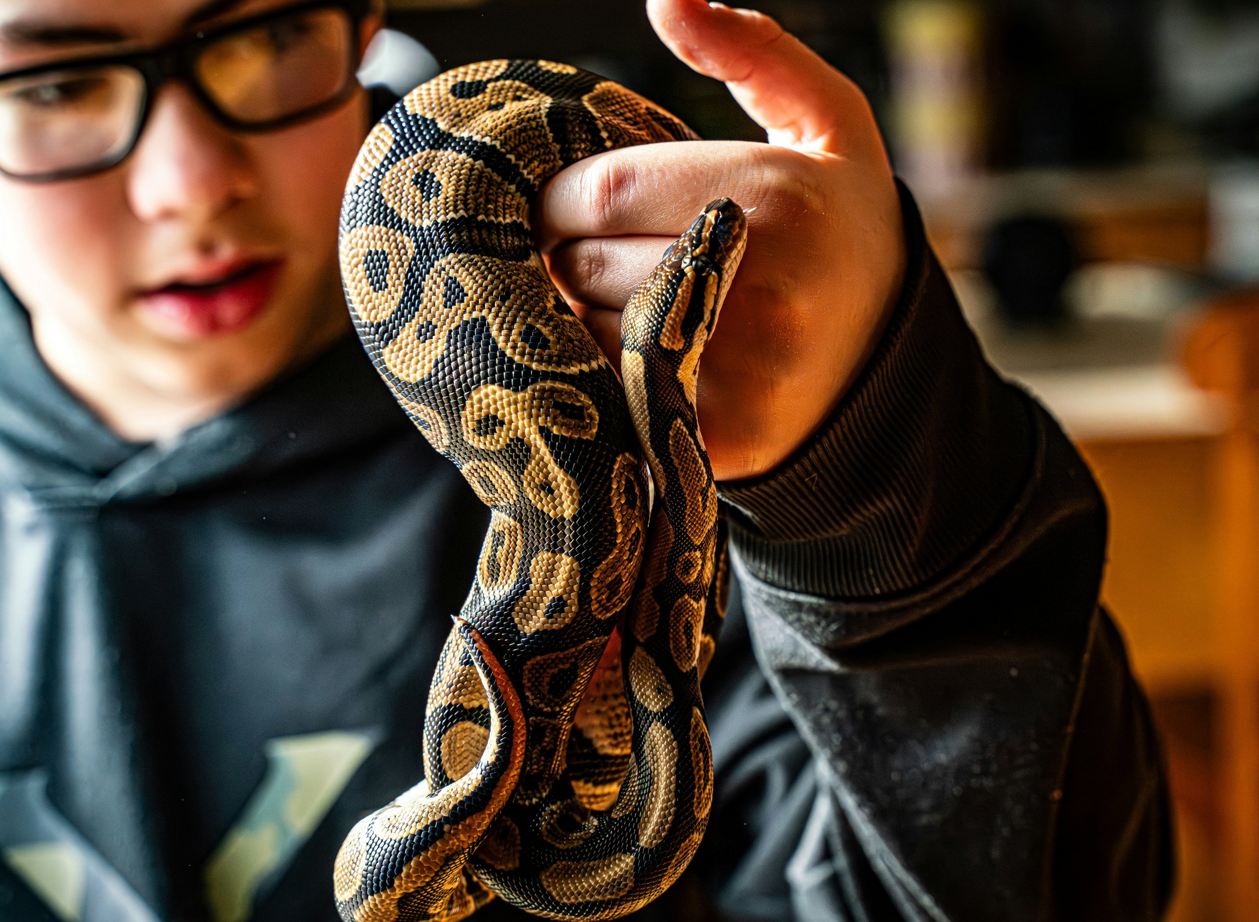 Royal Python Ready - Private Session